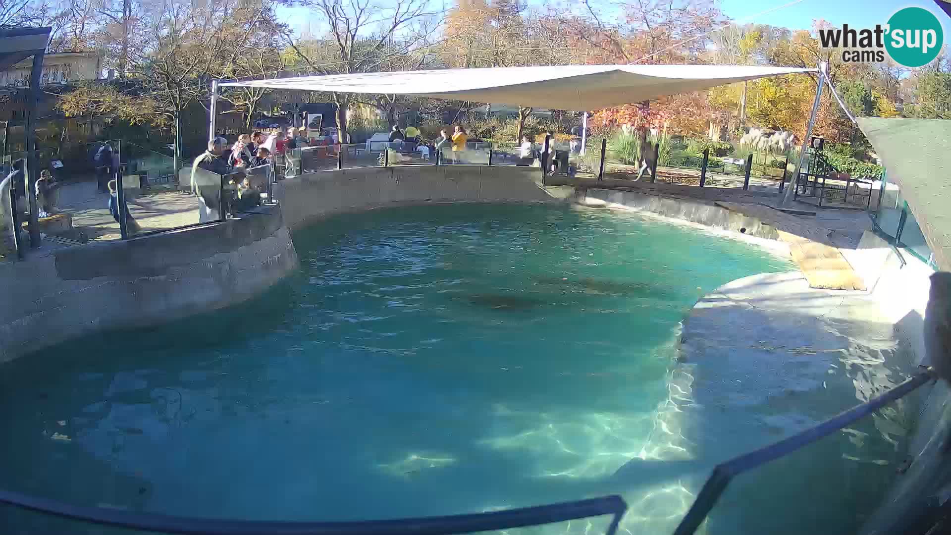 Zoo Zagreb –  León marino de California