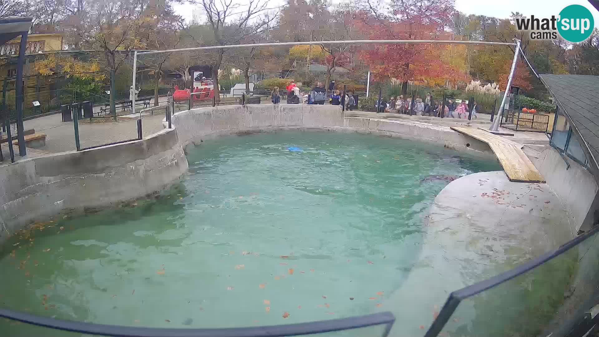 Zoo Zagreb – Kalifornijski morski lav