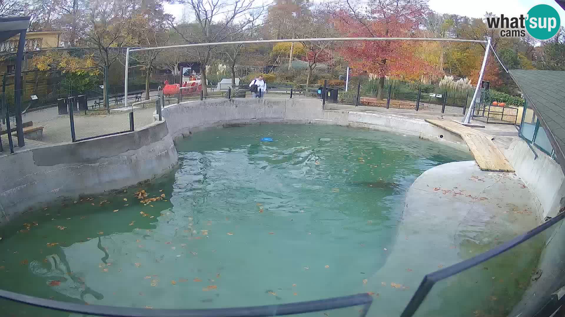 Zoo Zagreb – Kalifornijski morski lav