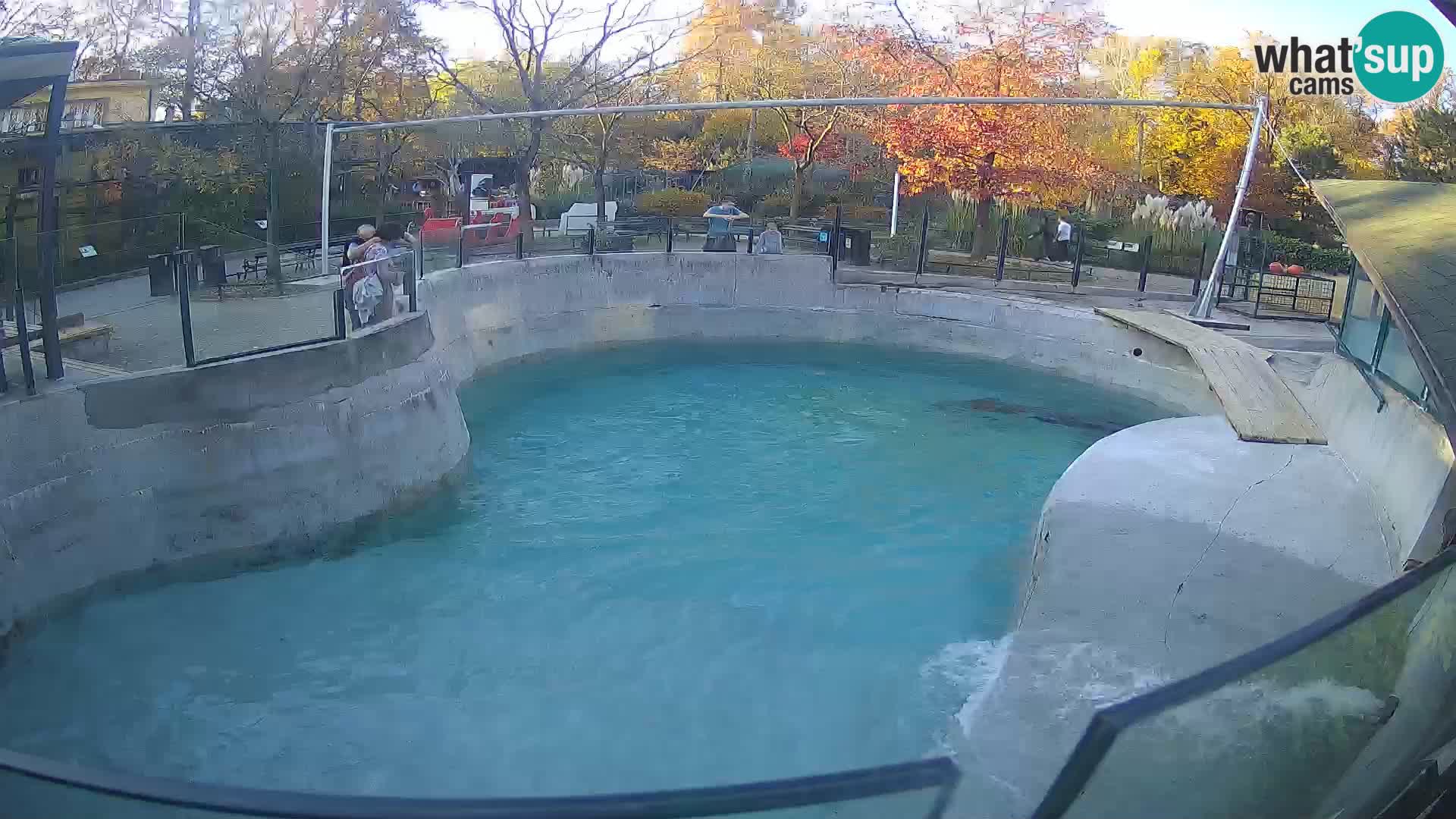 Zoo Zagreb – Kalifornijski morski lav