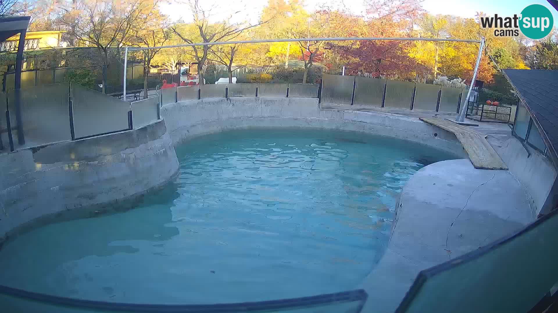 Zoo Zagreb – Kalifornijski morski lav