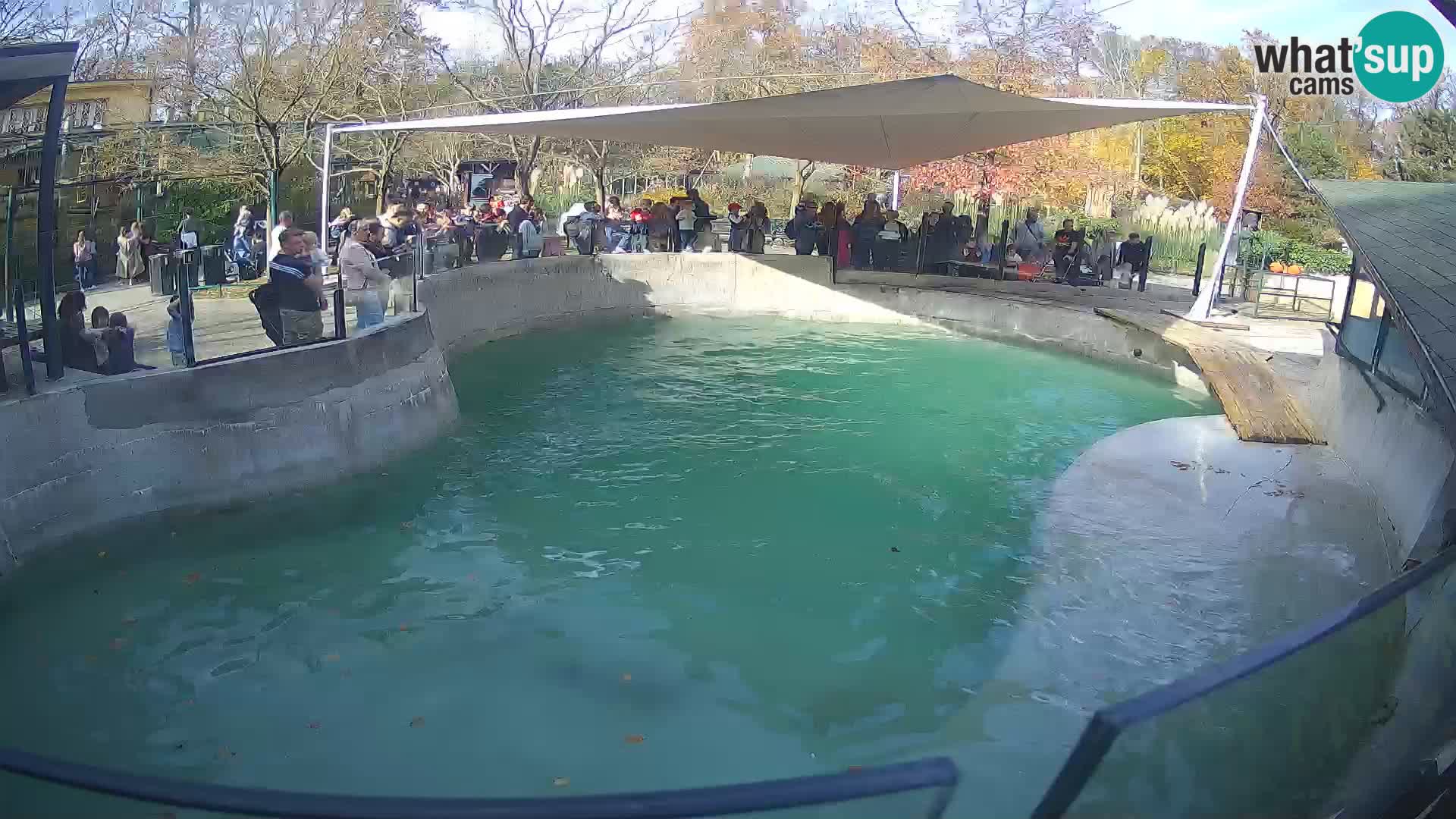 Zoo Zagreb –  León marino de California