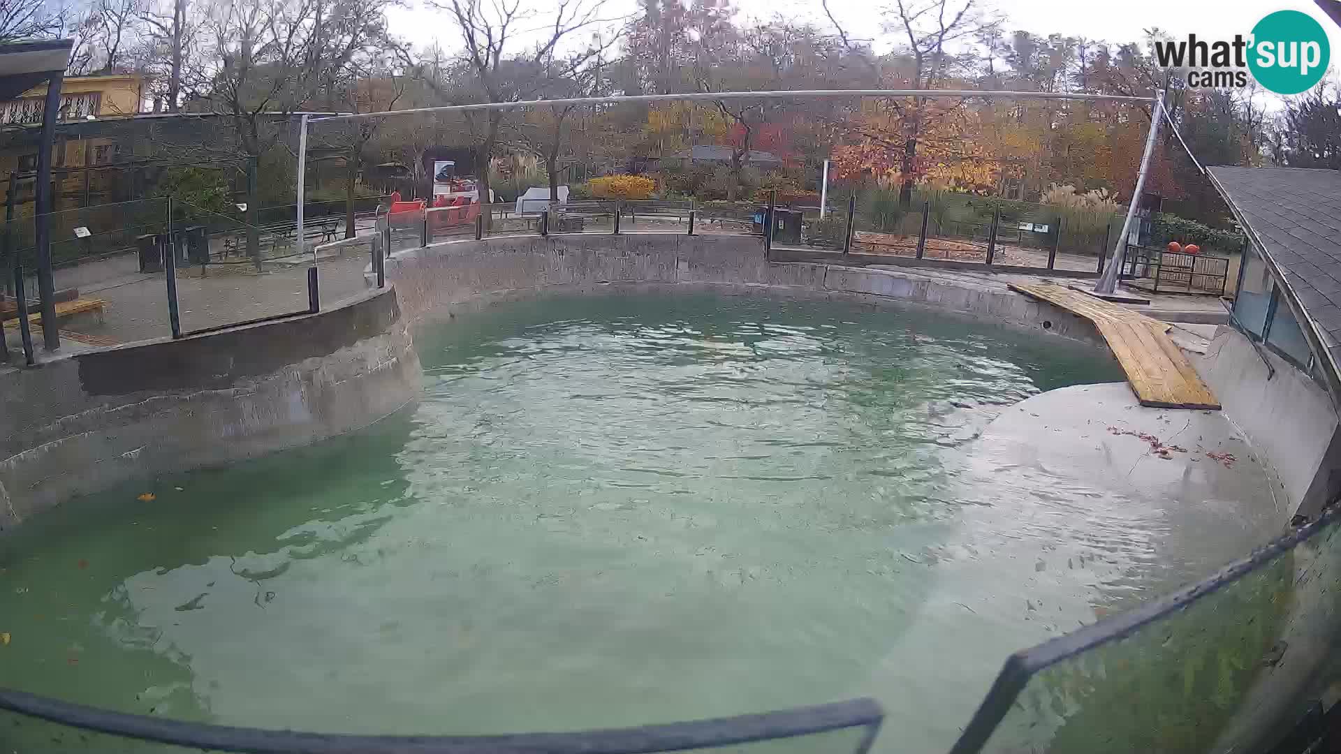 Zoo Zagreb – Otarie de Californie