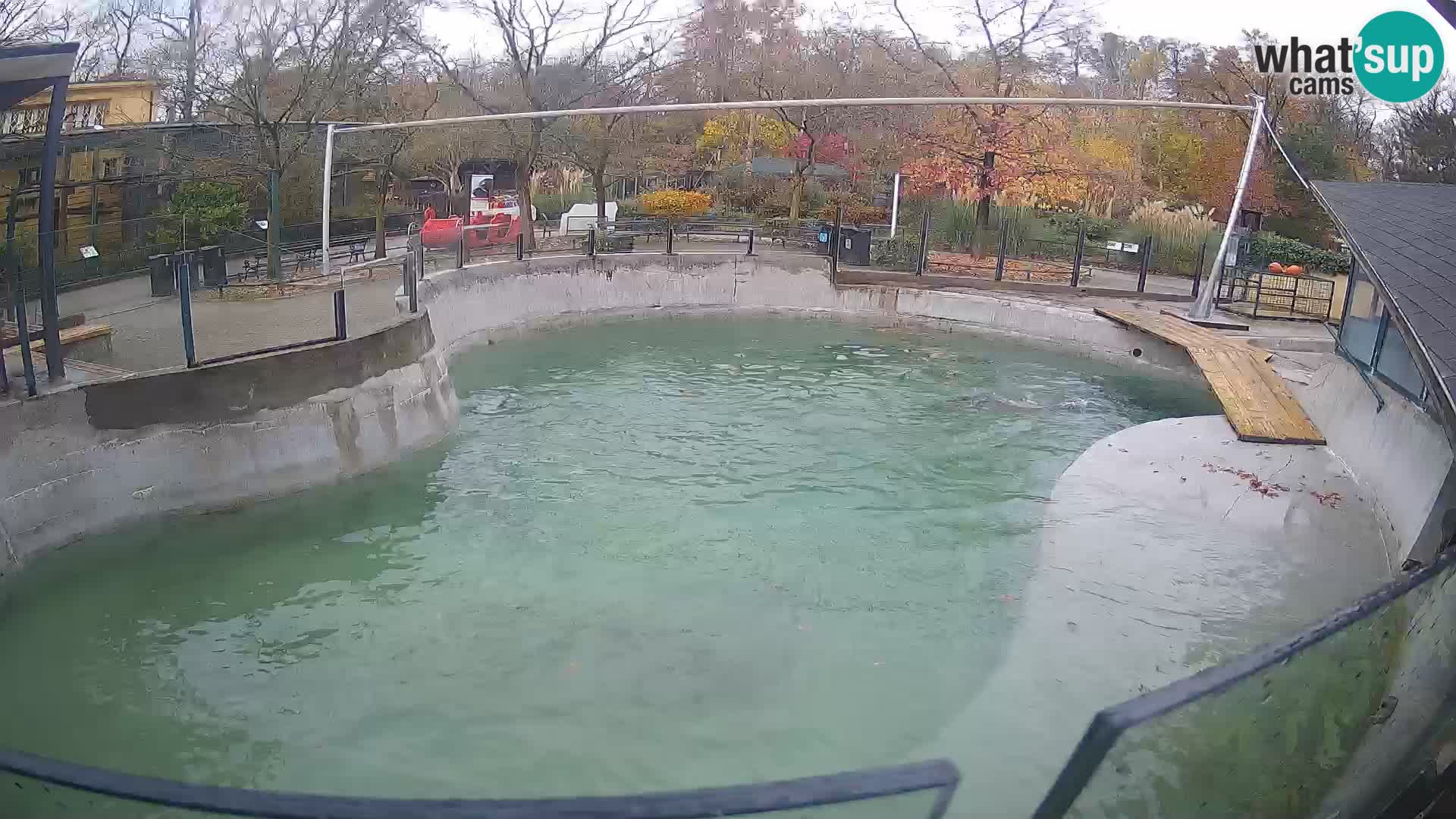 Zoo Zagreb – Kalifornijski morski lav