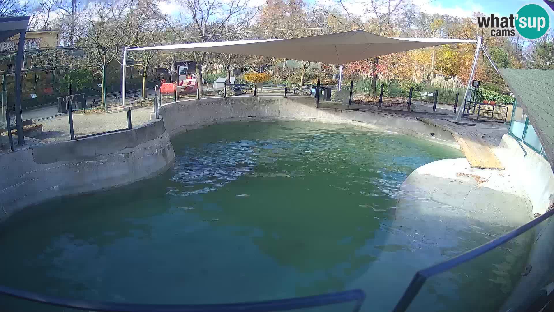 Zoo Zagreb – Kalifornijski morski lav