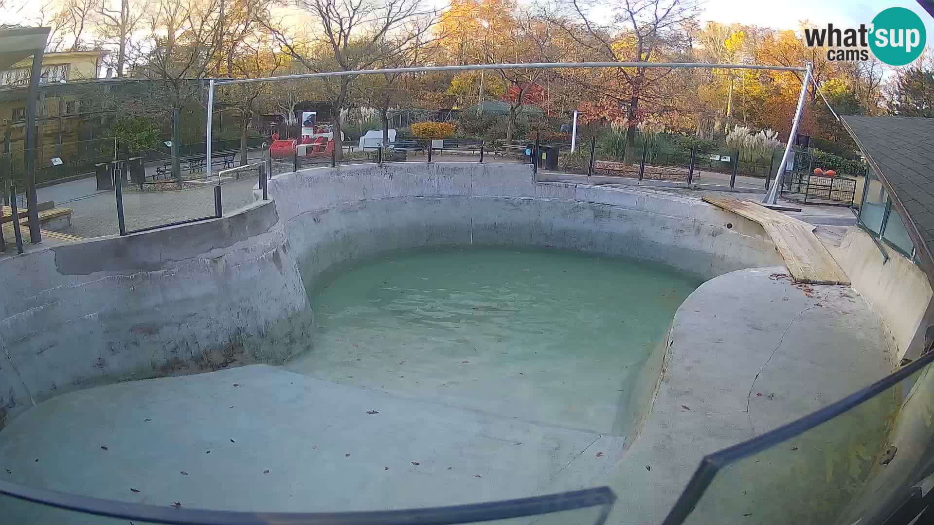 Zoo Zagreb – Otaria della California