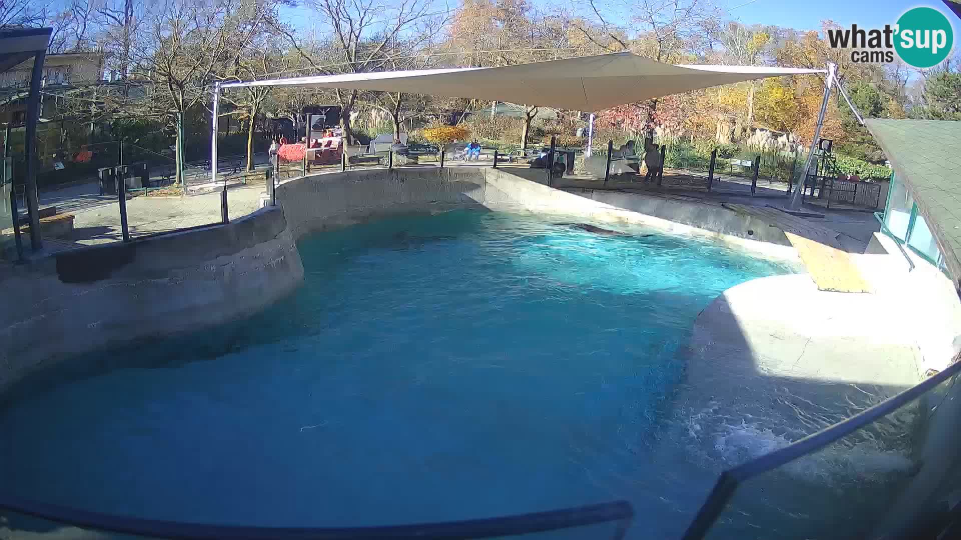 Zoo Zagreb – Otaria della California