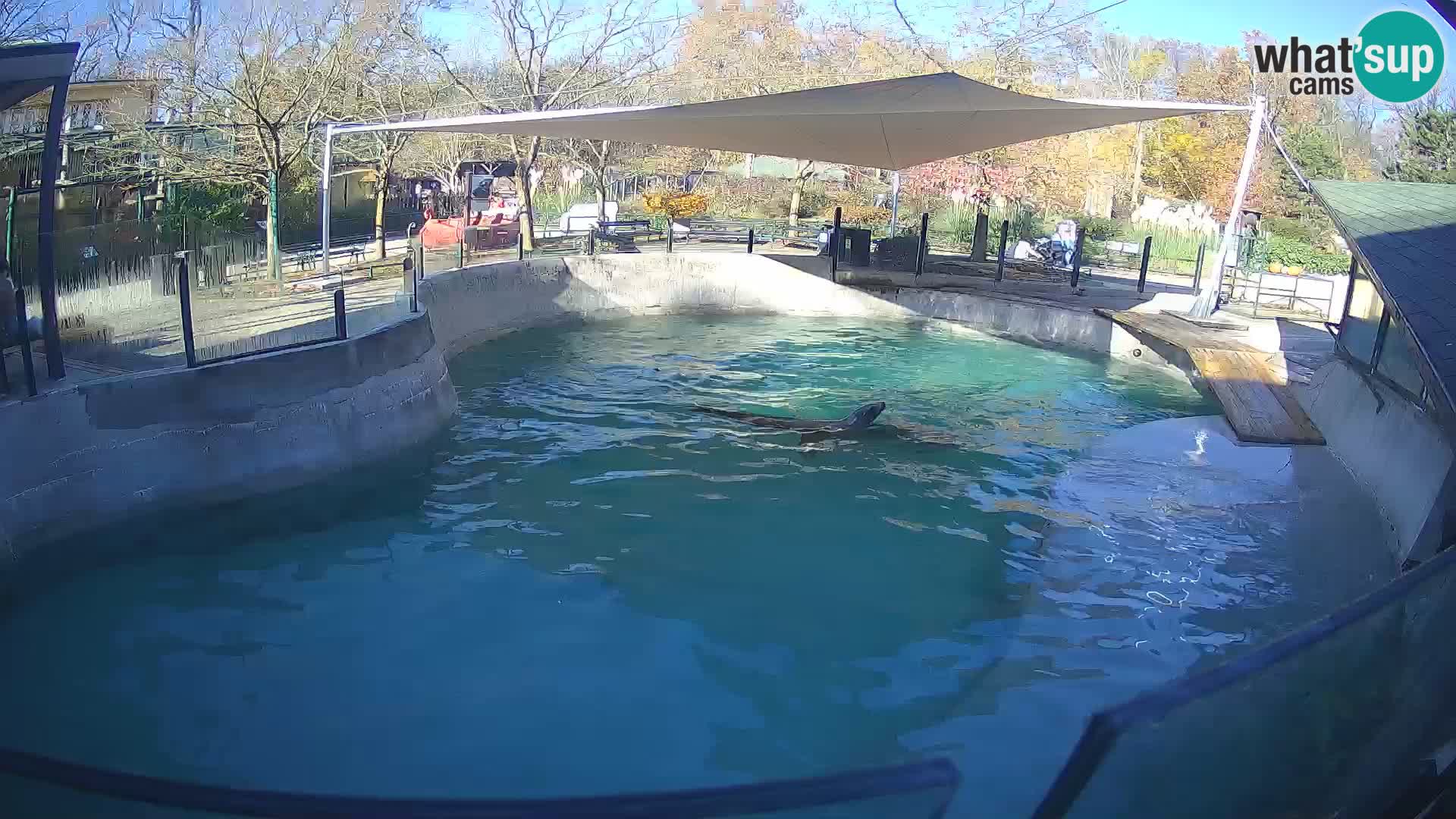 Zoo Zagreb – Kalifornijski morski lav