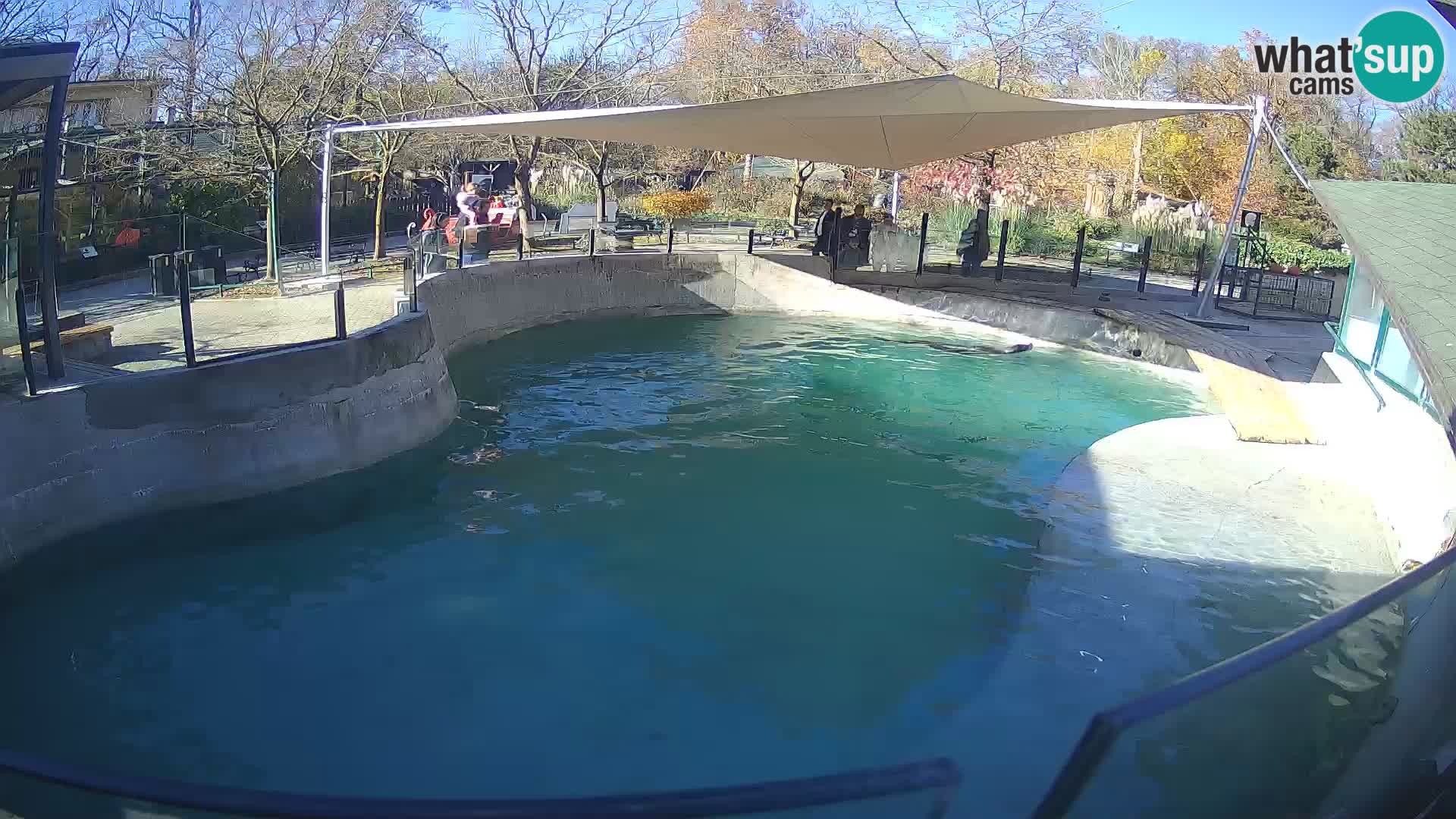 Zoo Zagreb – Kalifornijski morski lav