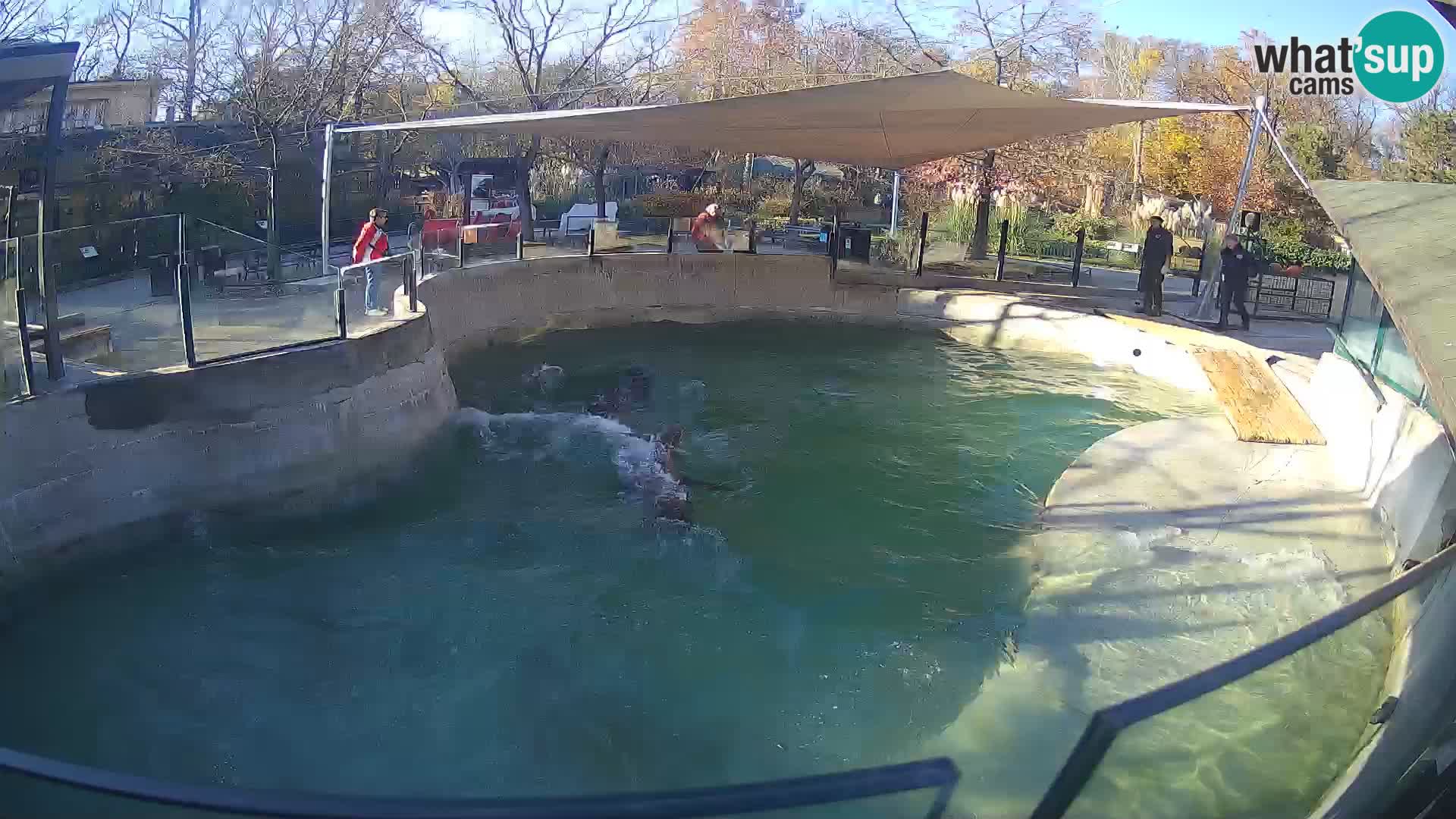 Zoo Zagreb – Otarie de Californie