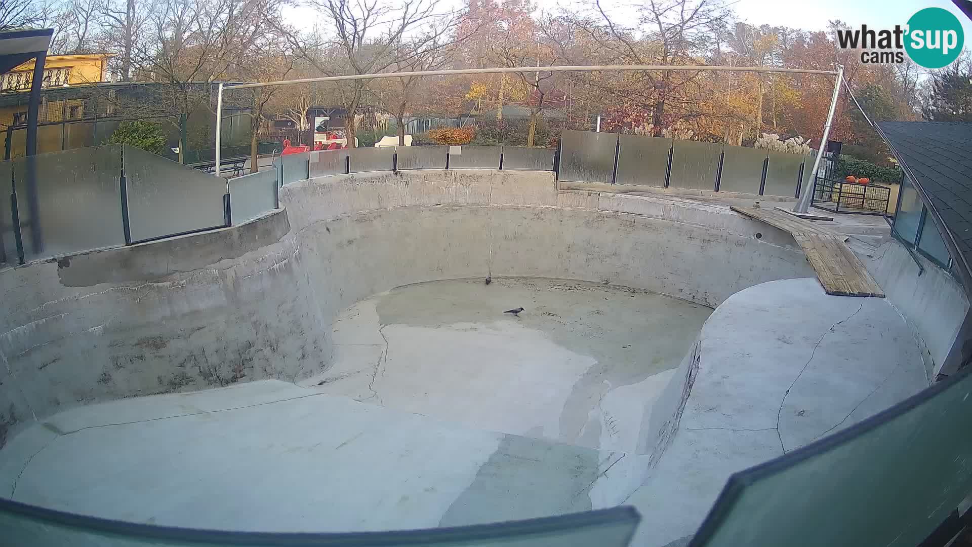 Zoo Zagreb – Kalifornijski morski lav