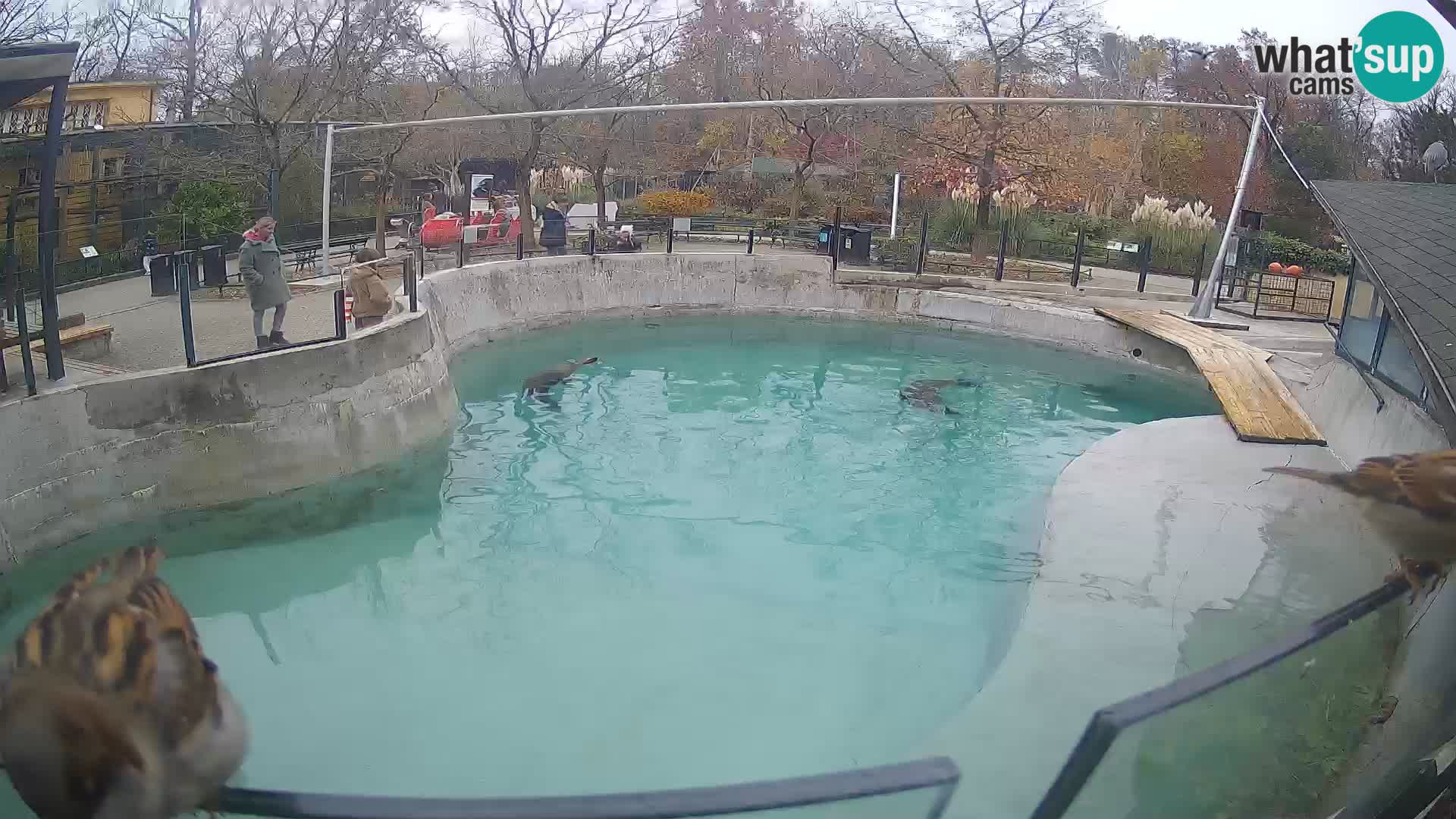 Zoo Zagreb – Otarie de Californie