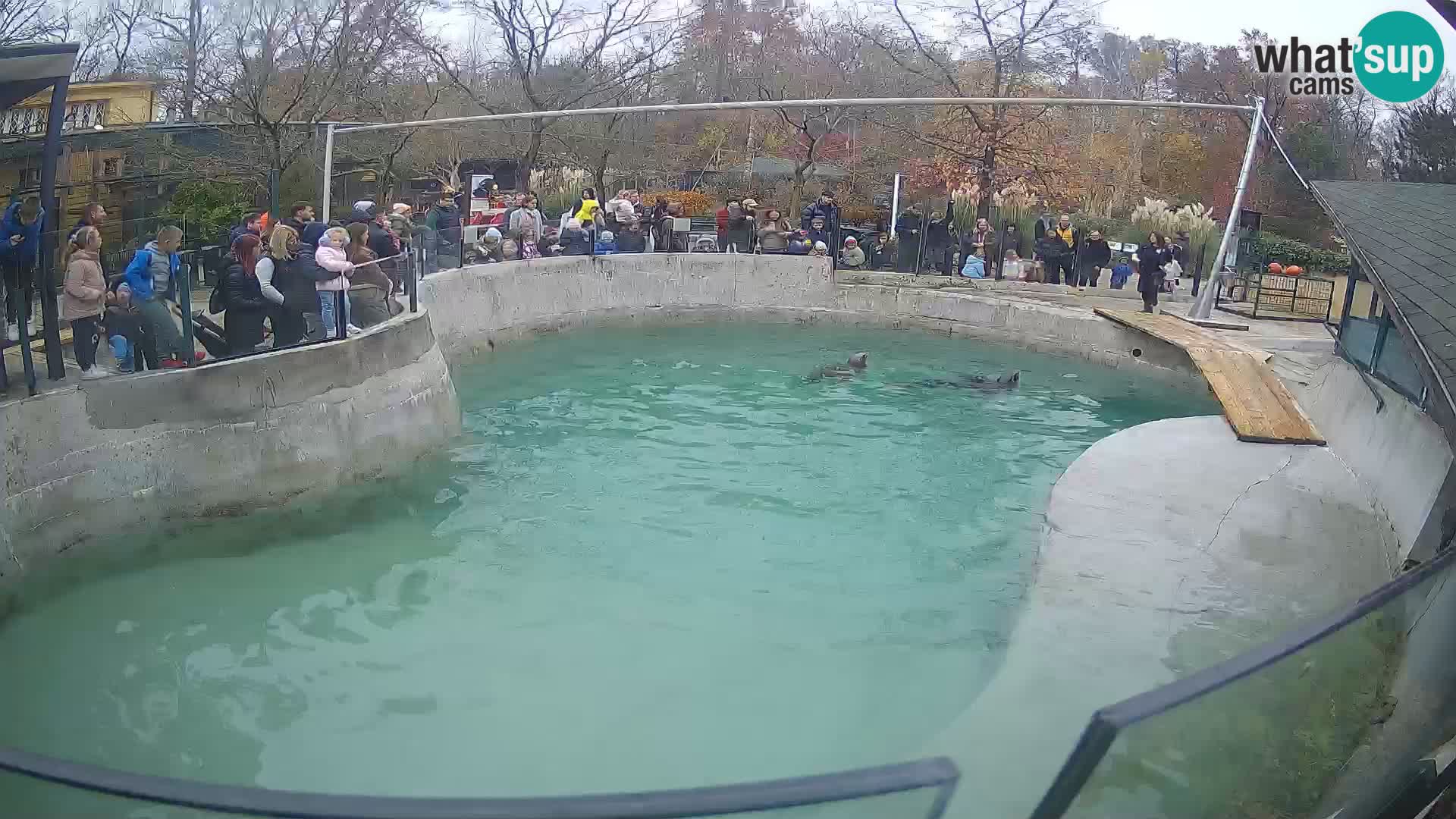 Zoo Zagreb – Kalifornijski morski lav