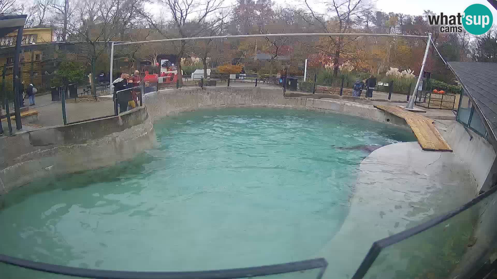 Zoo Zagreb – Kalifornijski morski lav