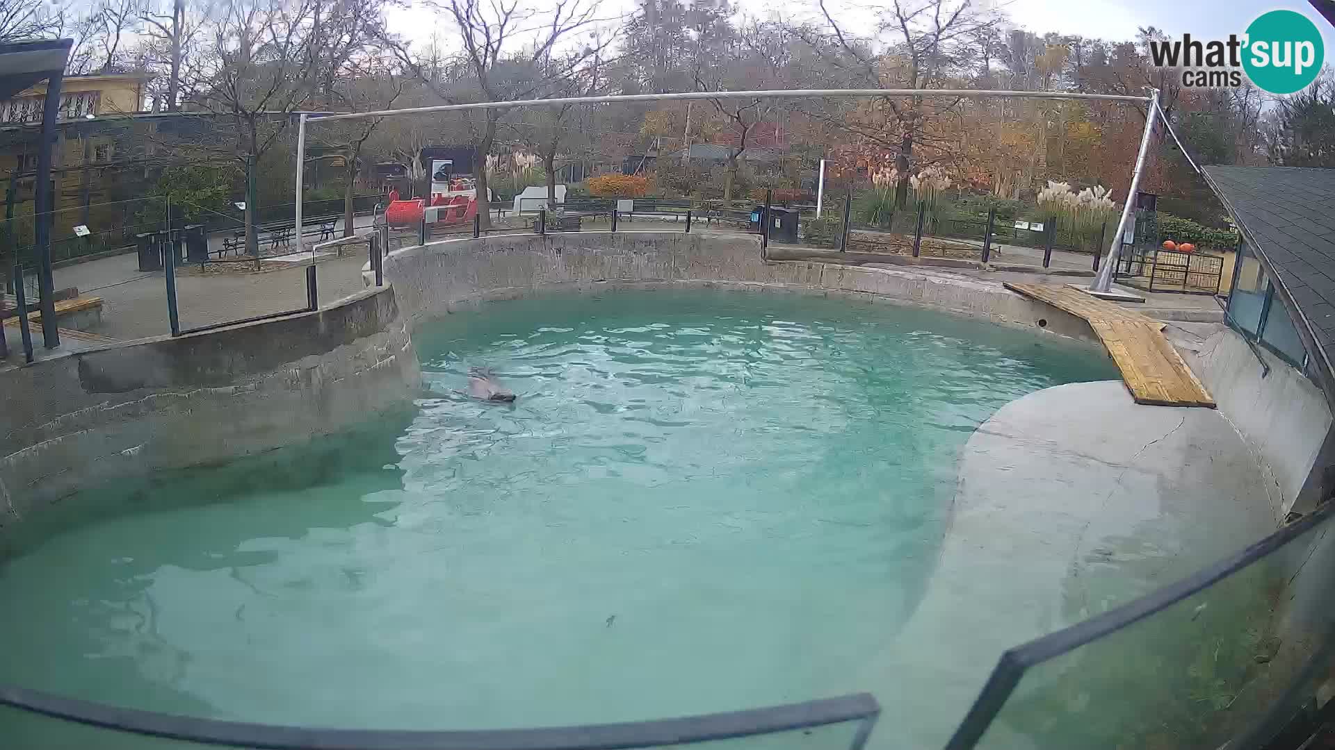 Zoo Zagreb – Otarie de Californie