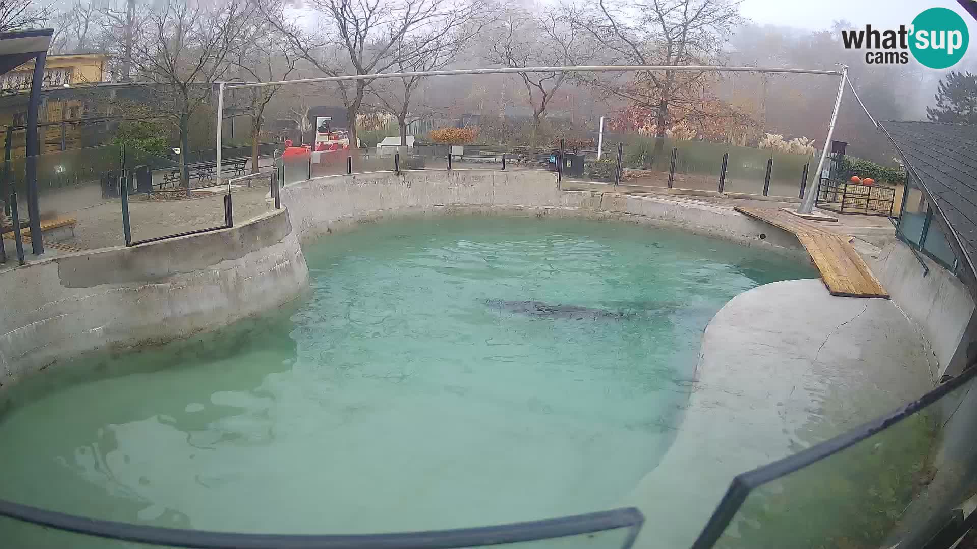 Zoo Zagreb – Otarie de Californie