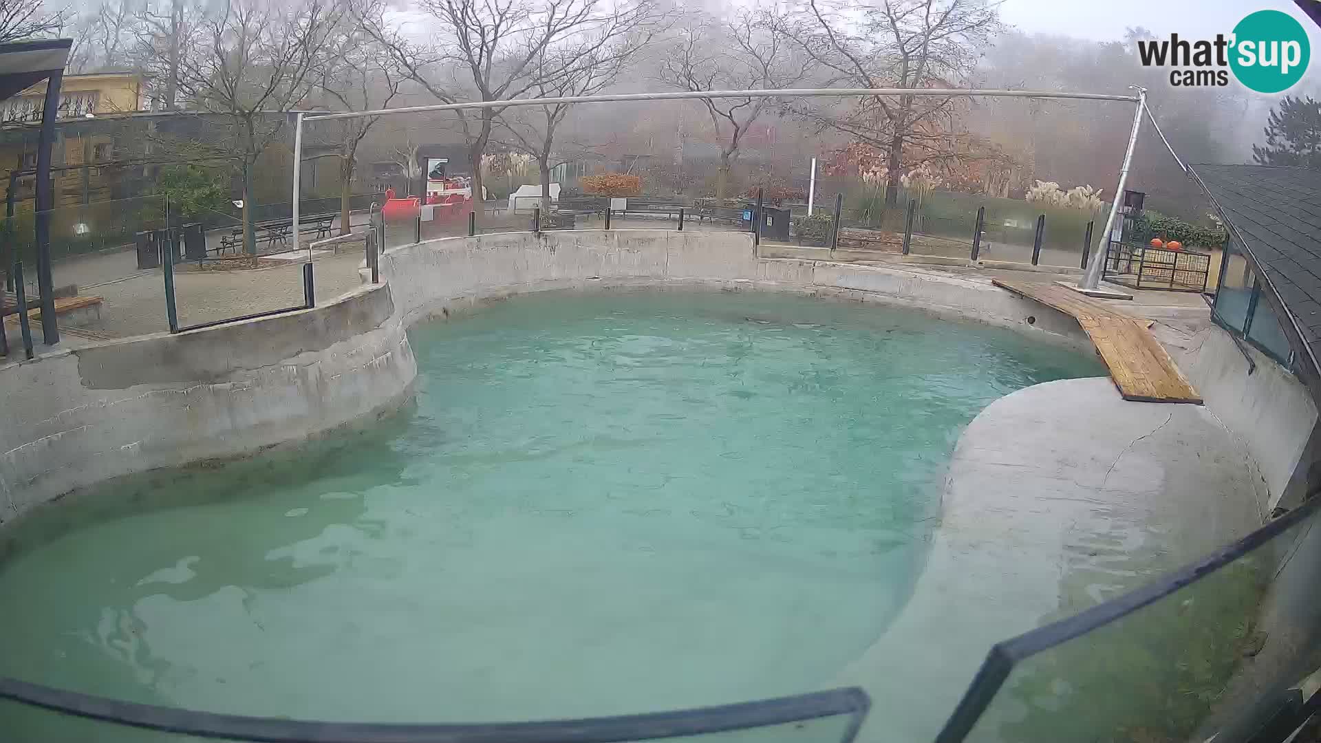 Zoo Zagreb – Kalifornijski morski lav