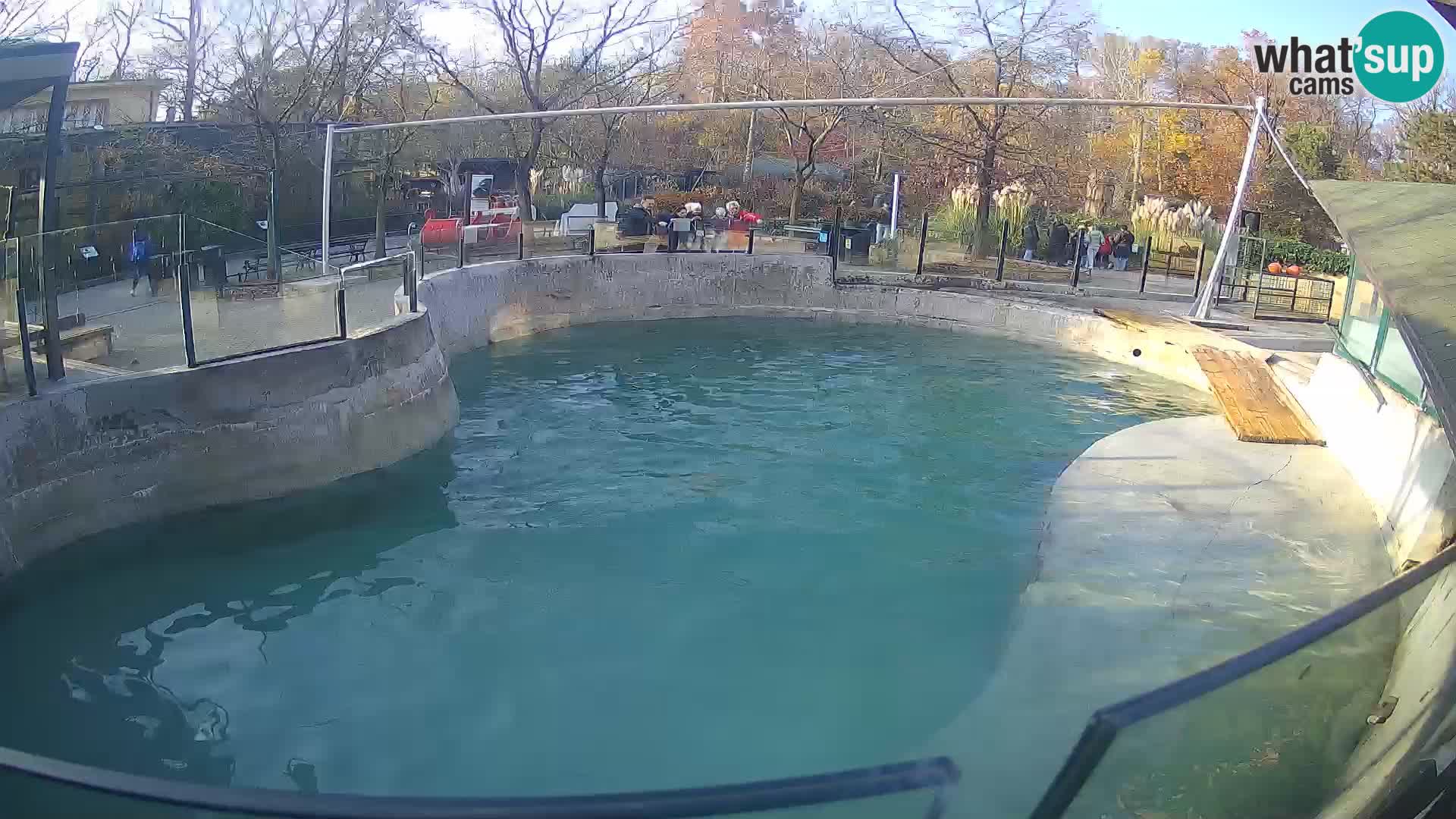 Zoo Zagreb – Kalifornijski morski lav