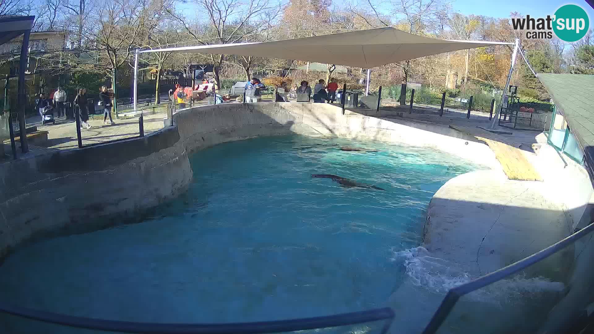 Zoo Zagreb – Kalifornijski morski lav