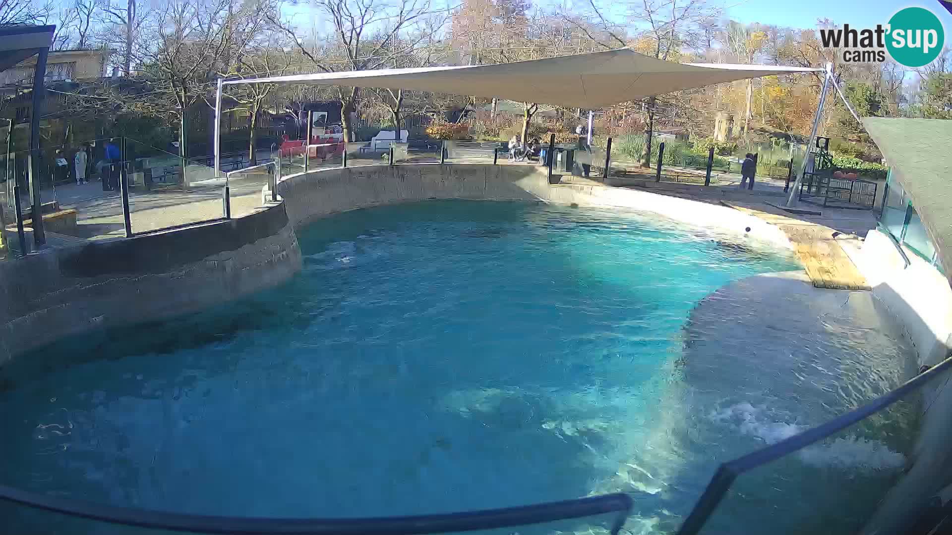 Zoo Zagreb – Kalifornijski morski lav