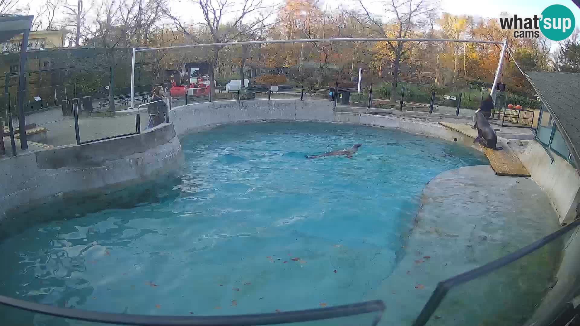 Zoo Zagreb – Kalifornijski morski lav