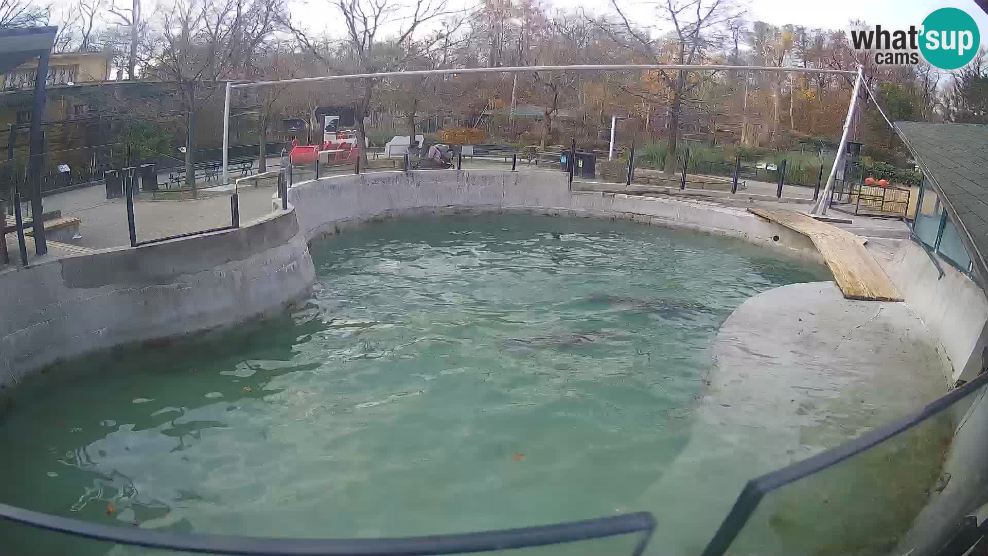 Zoo Zagreb – Otarie de Californie