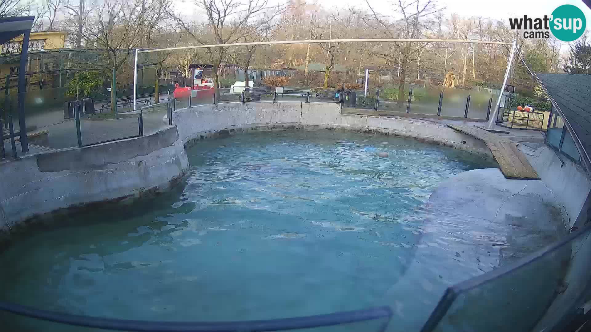 Zoo Zagreb – Kalifornijski morski lav