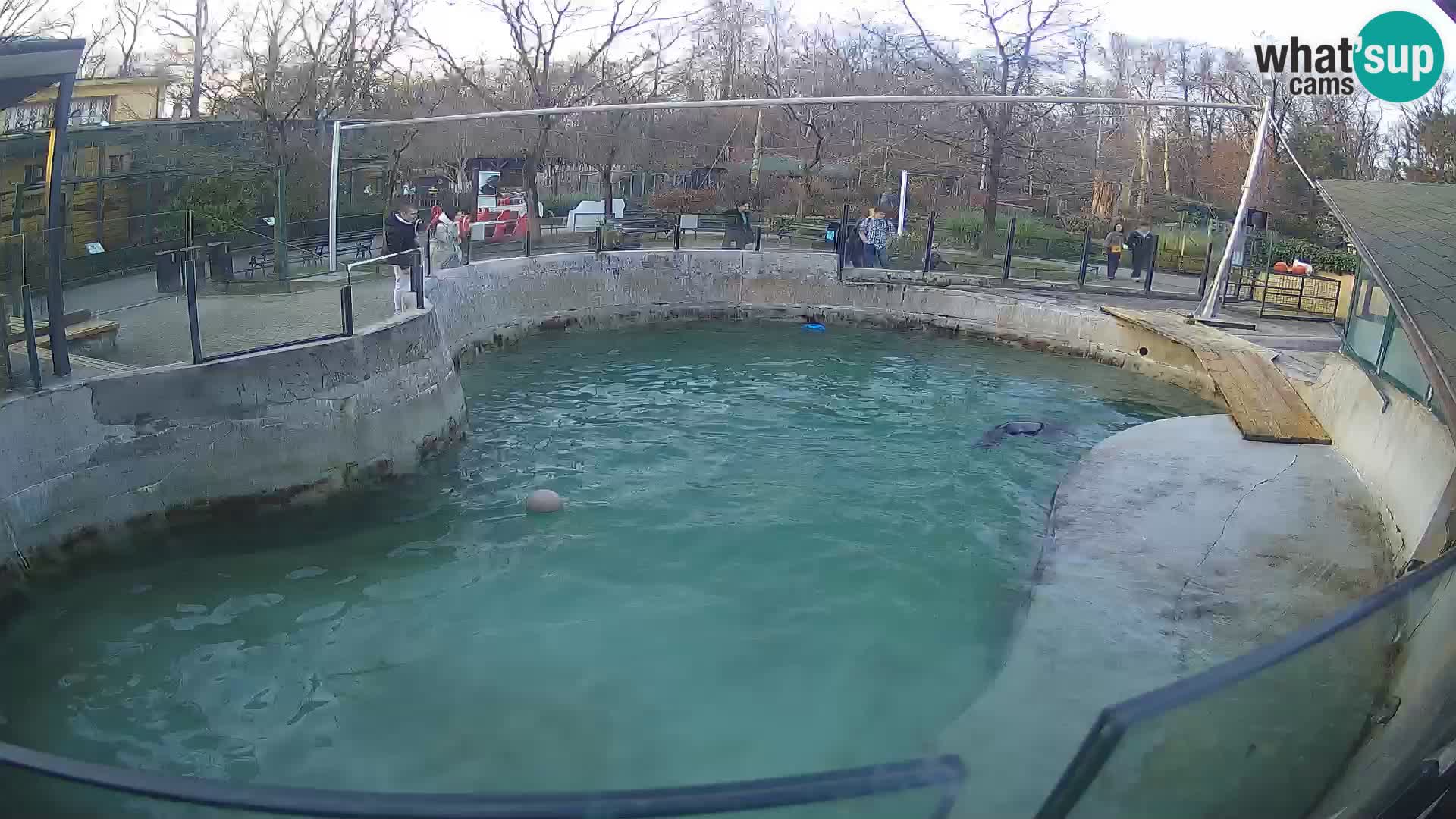 Zoo Zagreb – Kalifornijski morski lav