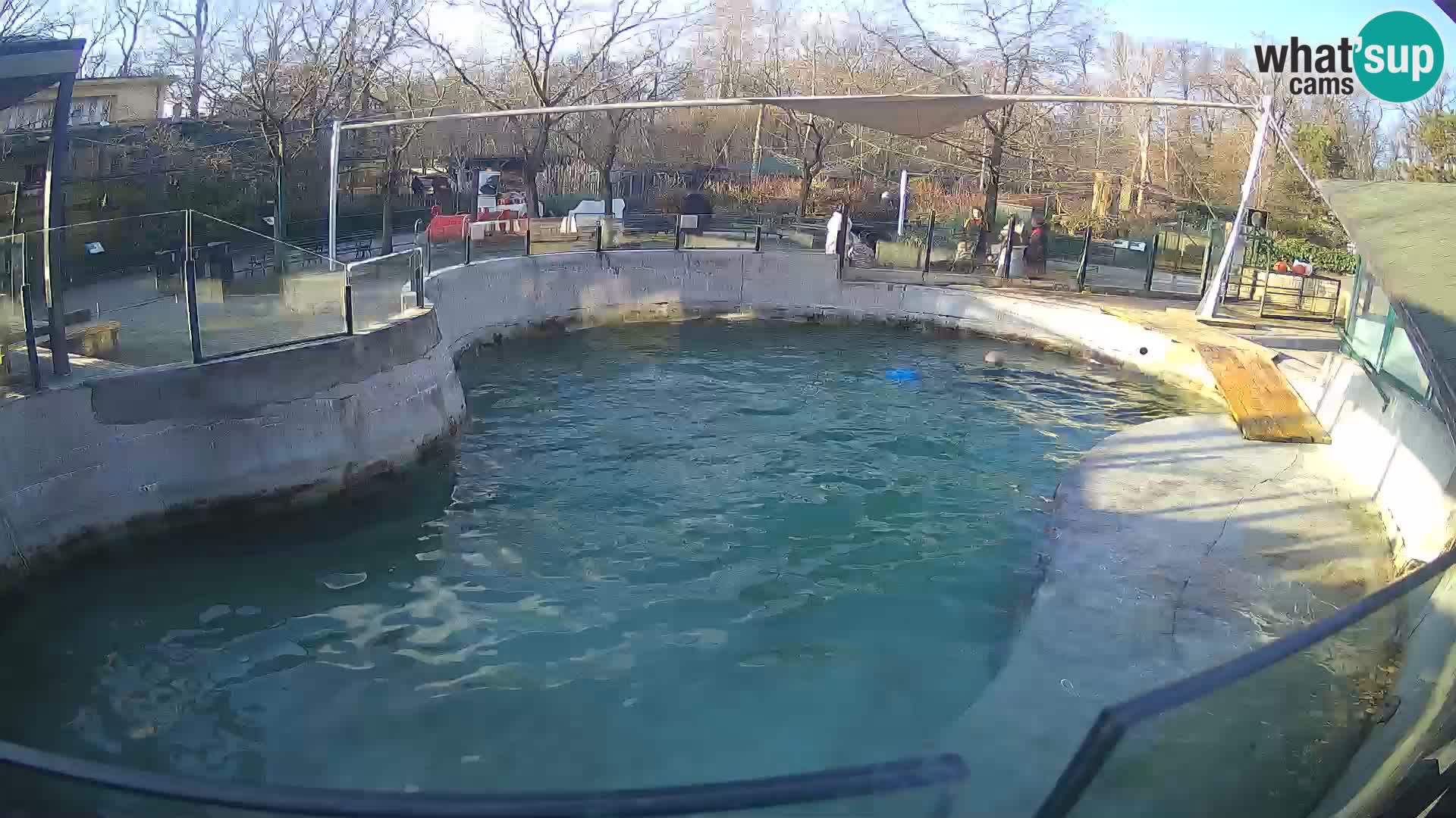 Zoo Zagreb –  León marino de California