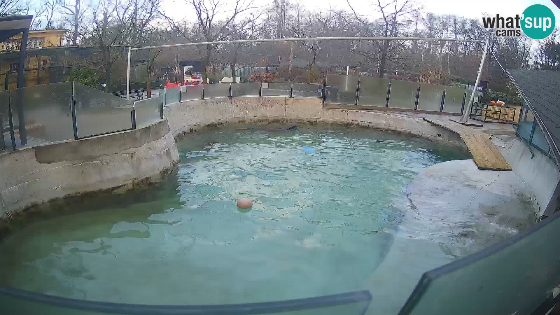 Zoo Zagreb – Kalifornijski morski lav