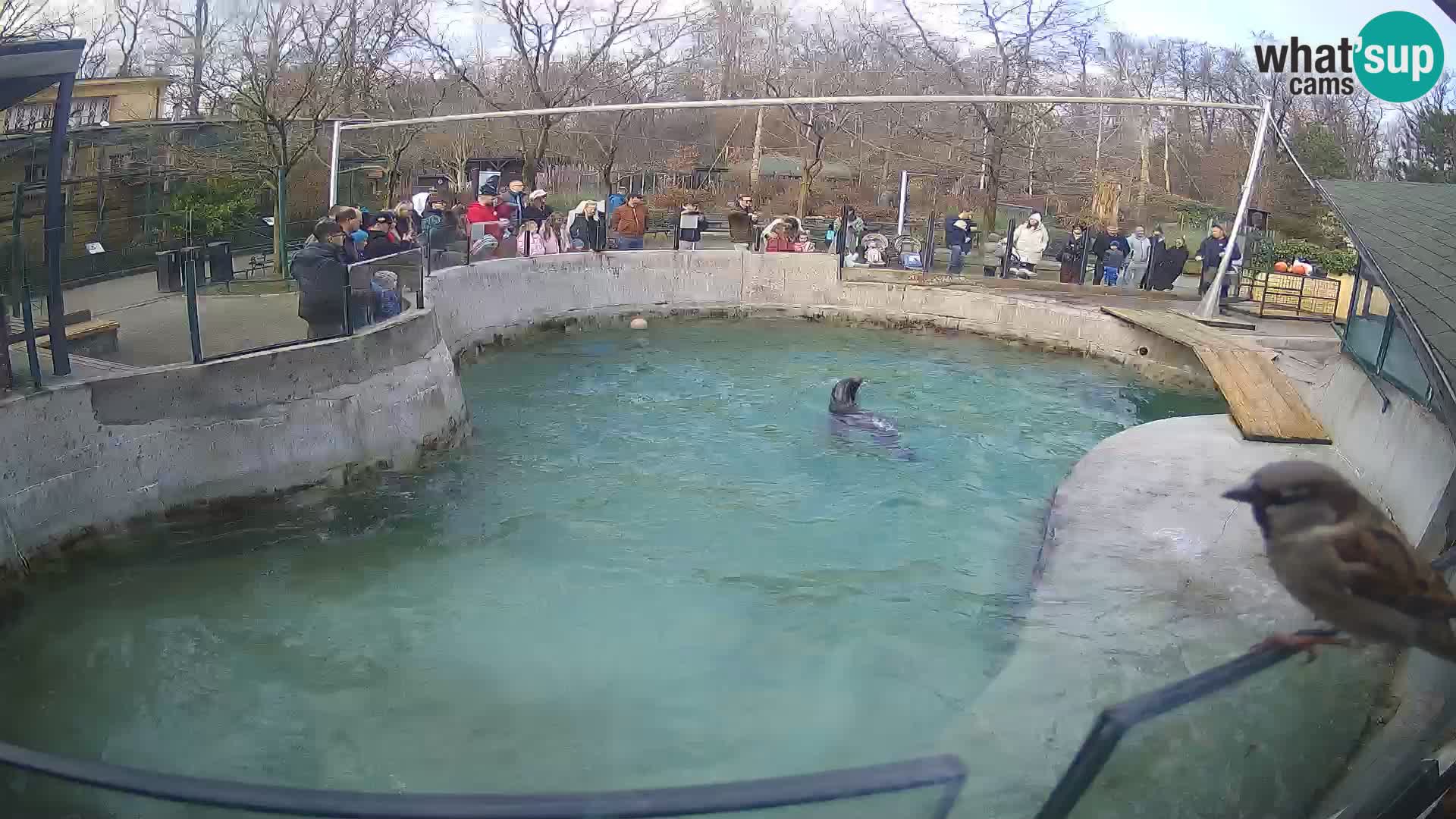 Zoo Zagreb – Kalifornijski morski lav