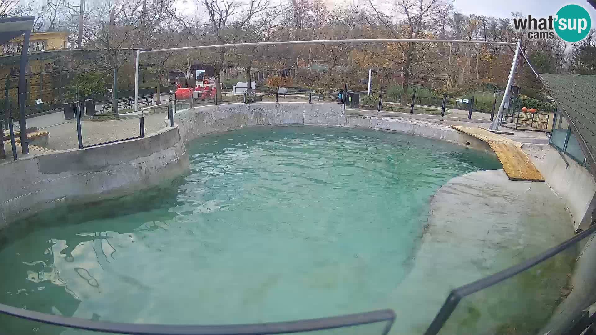 Zoo Zagreb – Kalifornijski morski lav