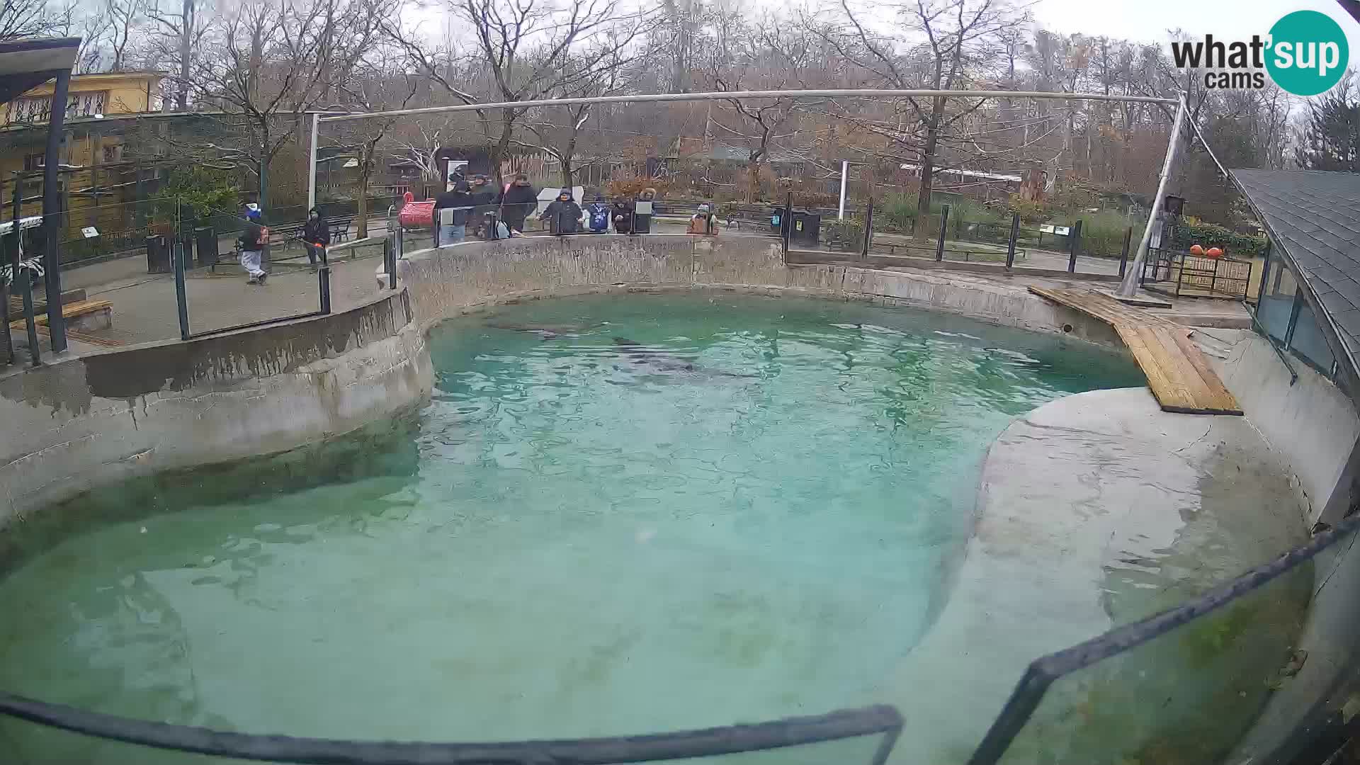 Zoo Zagreb – Kalifornijski morski lav