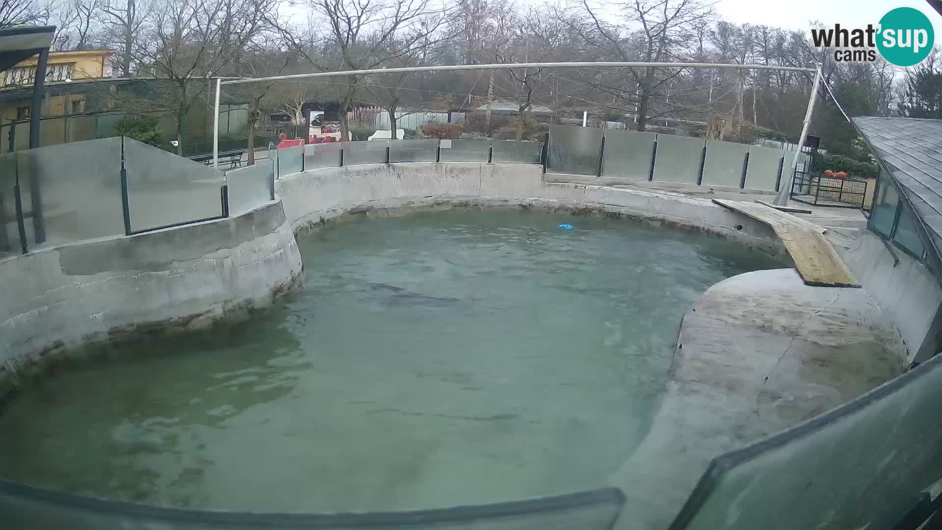 Zoo Zagreb – Kalifornijski morski lav