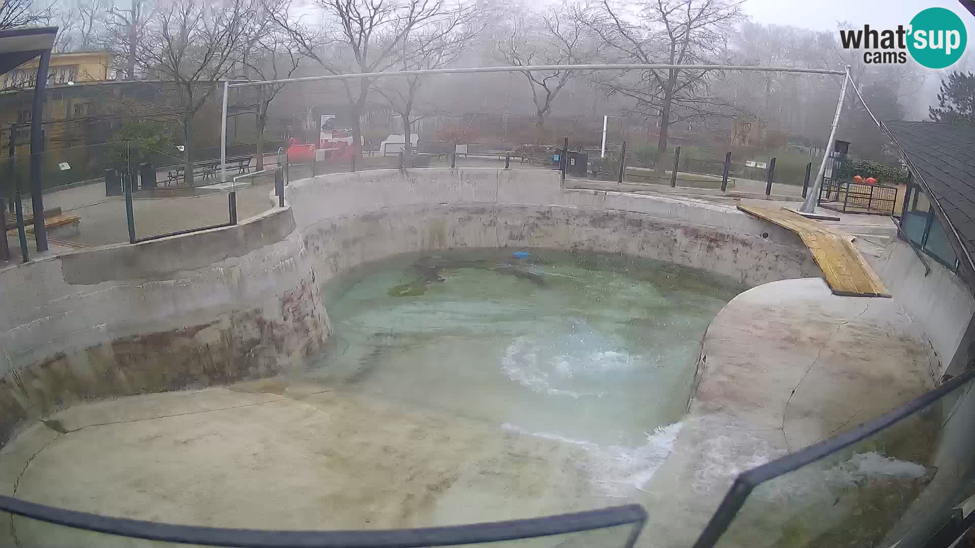 Zoo Zagreb – Otarie de Californie