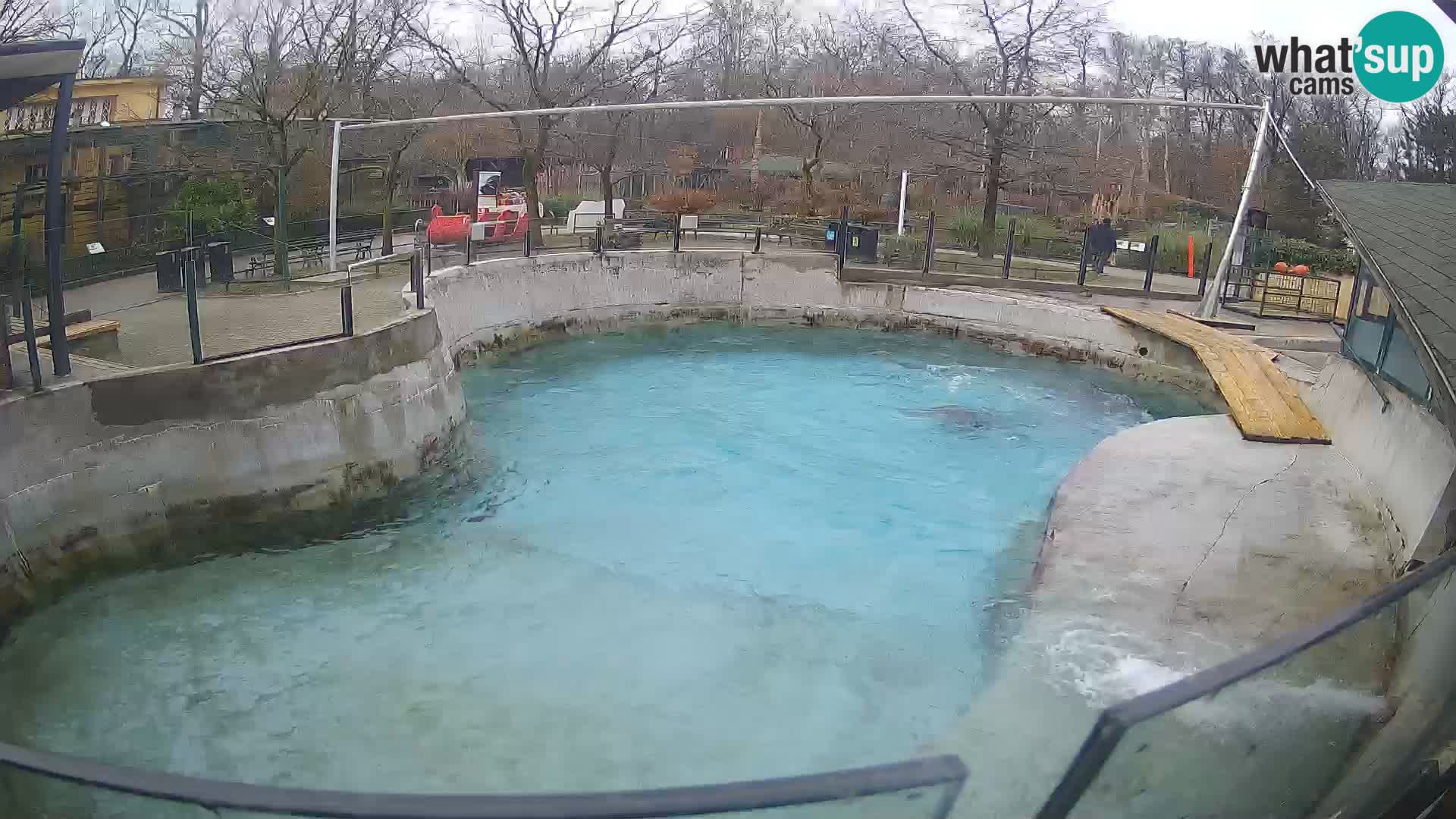 Zoo Zagreb – Kalifornijski morski lav