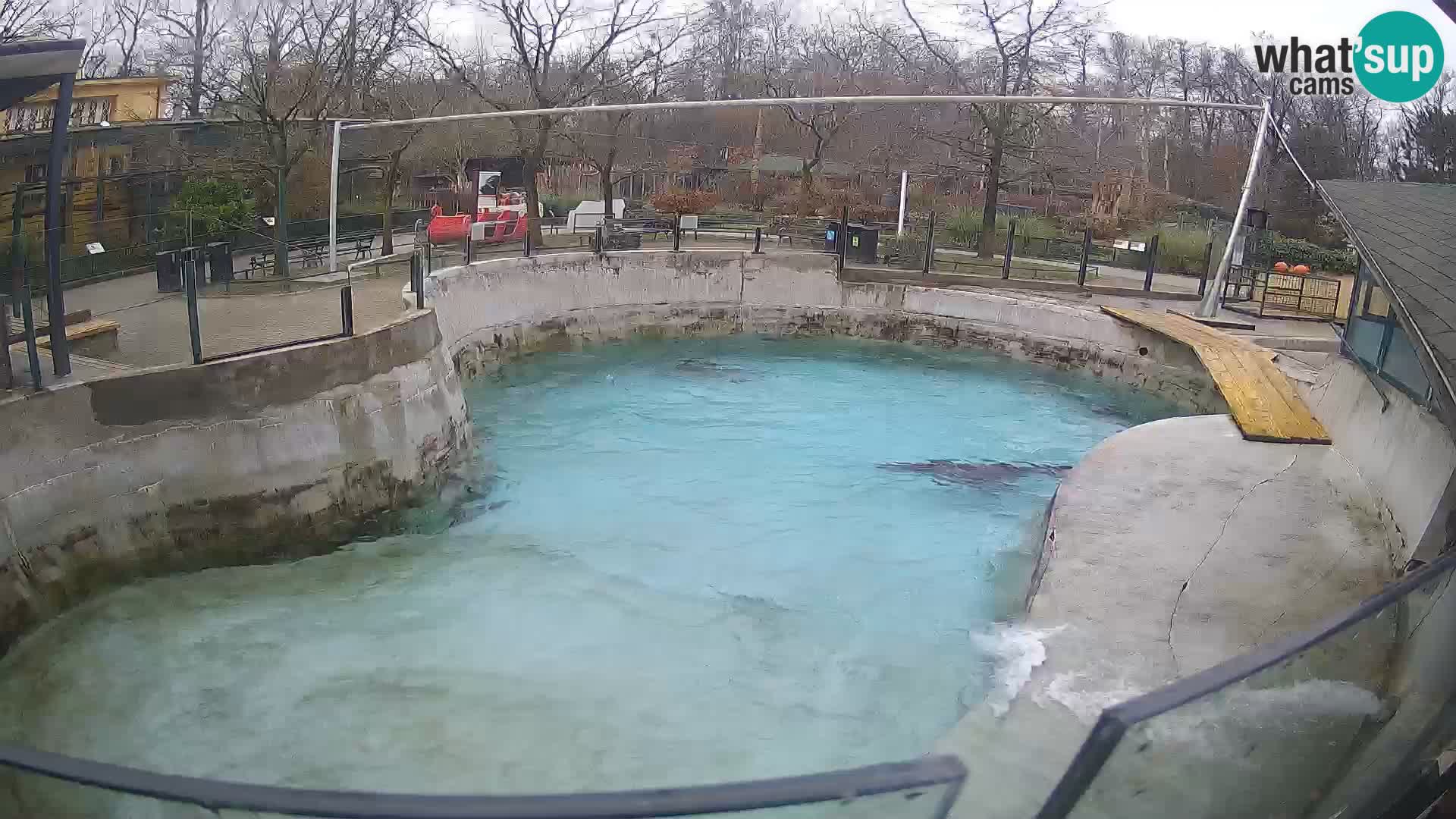 Zoo Zagreb –  León marino de California