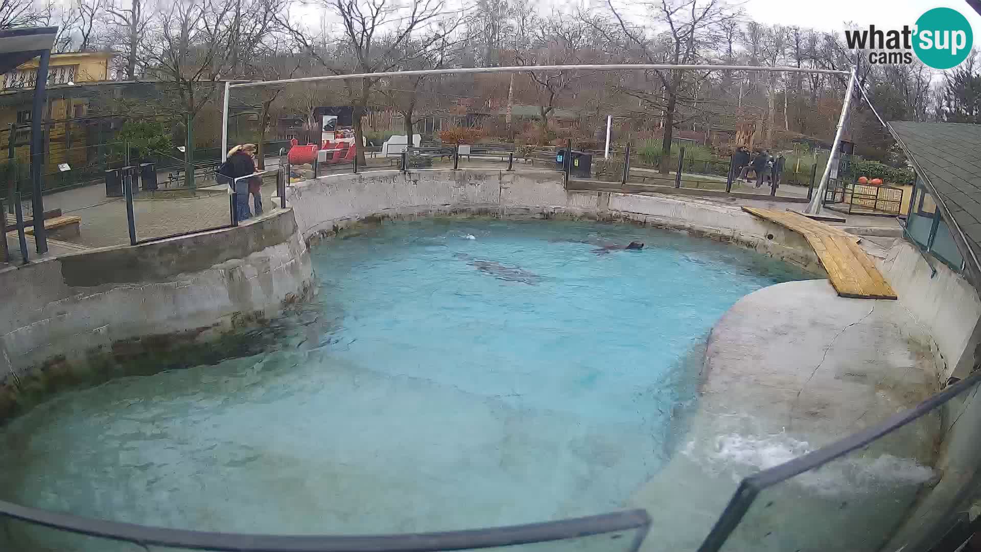 Zoo Zagreb – Kalifornijski morski lav