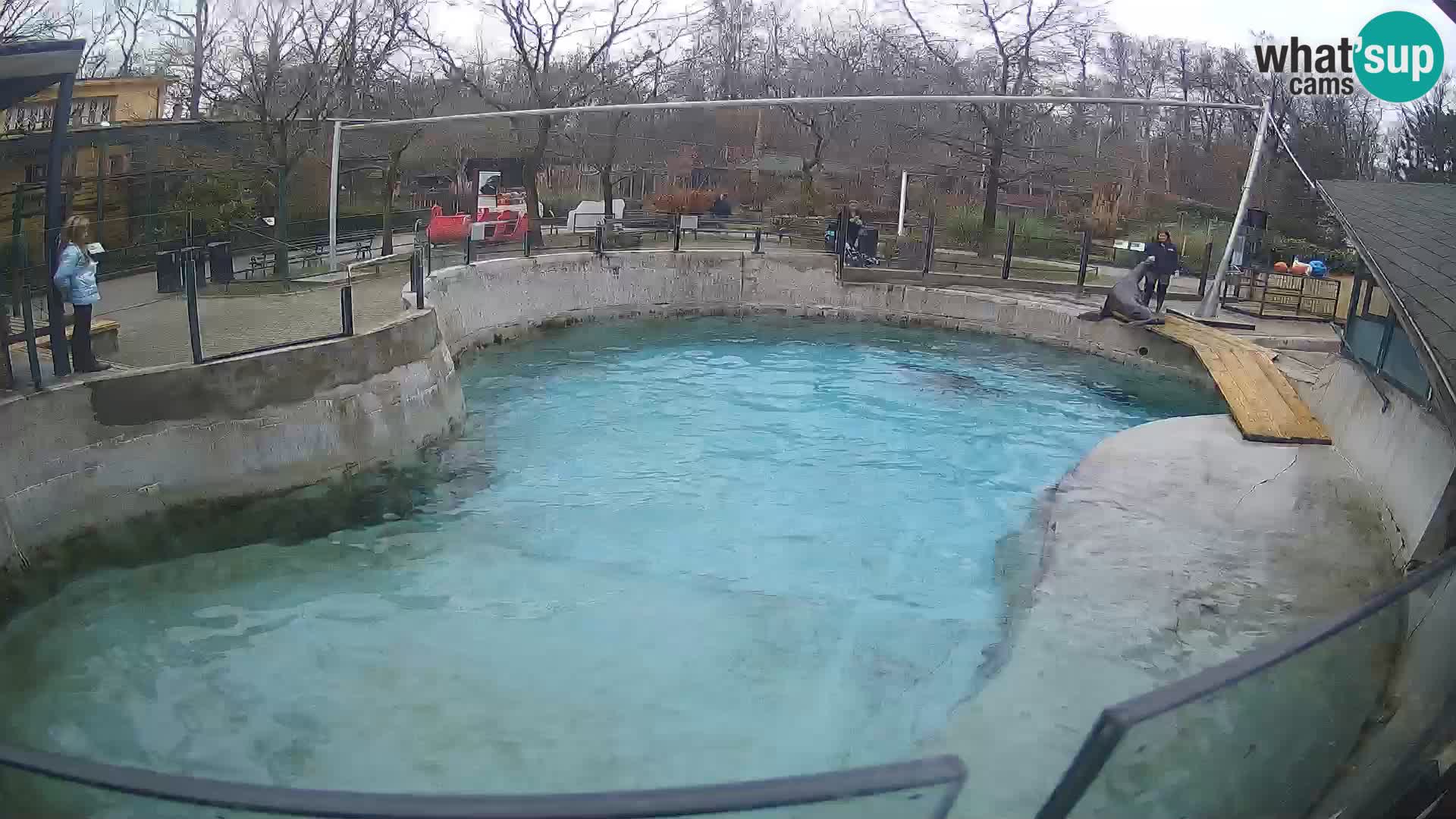 Zoo Zagreb –  León marino de California