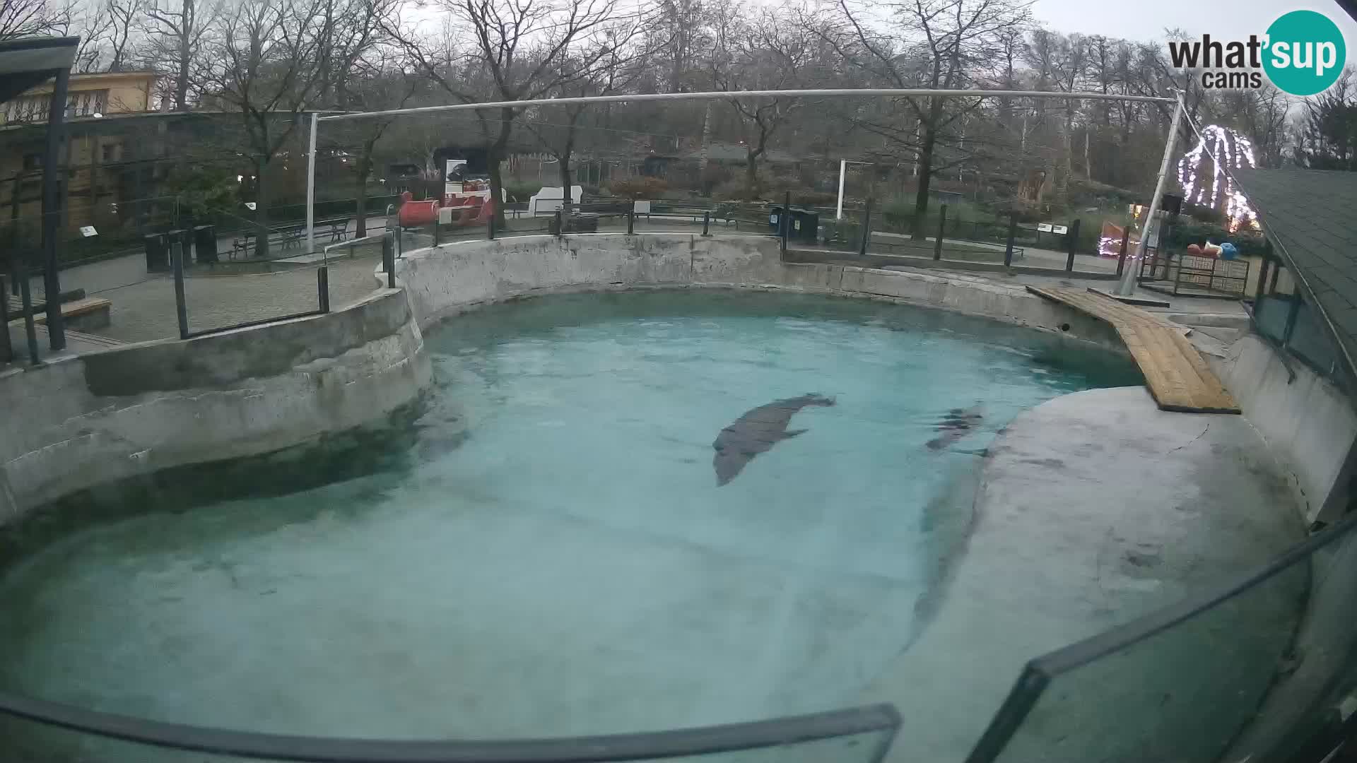 Zoo Zagreb – Otaria della California