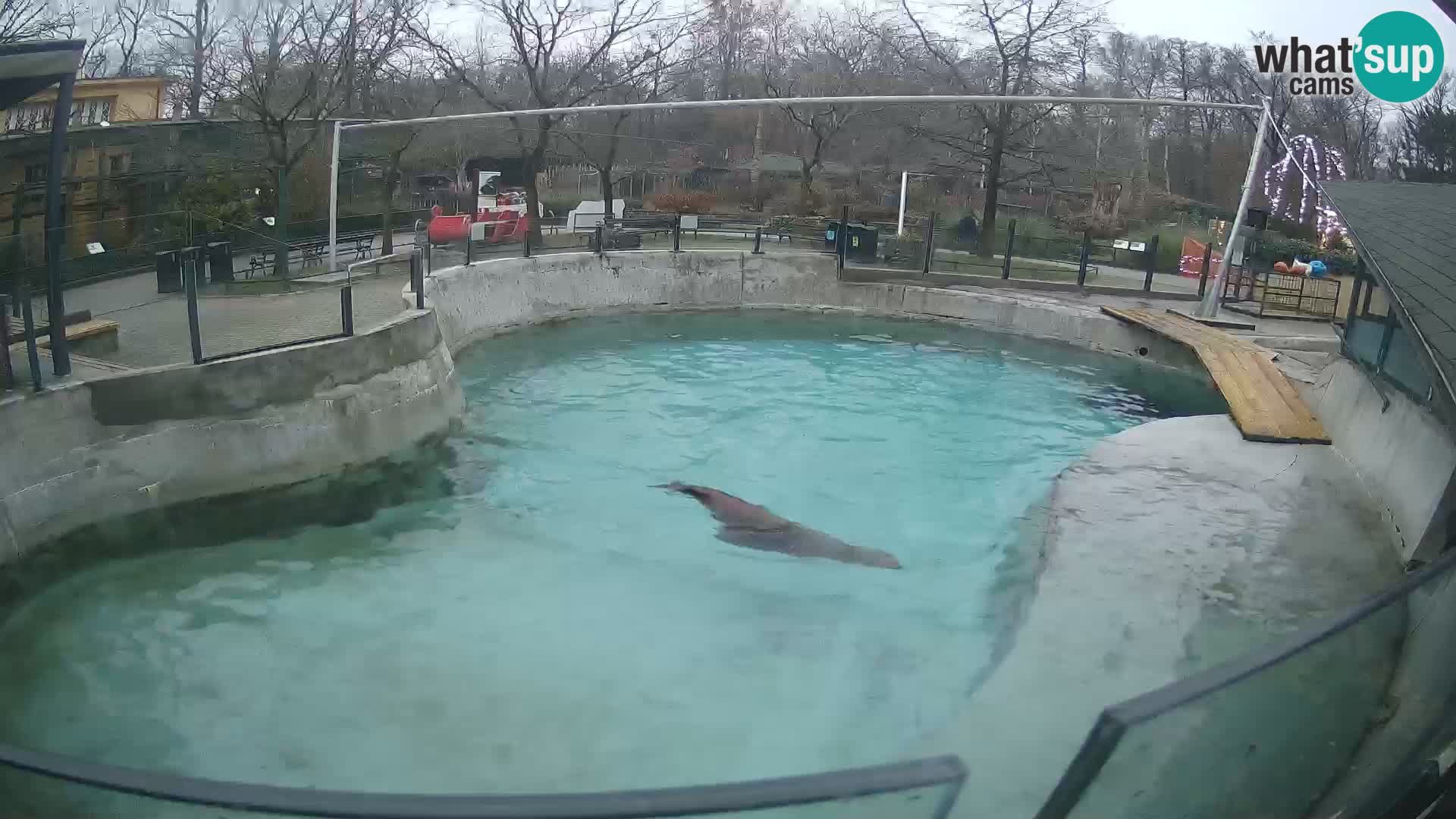 Zoo Zagreb – Otarie de Californie