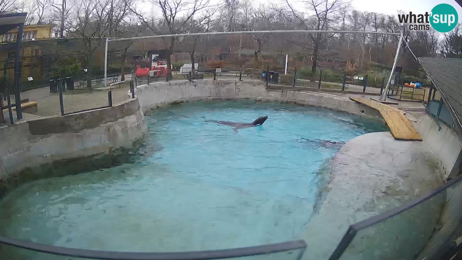 Zoo Zagreb – Otarie de Californie