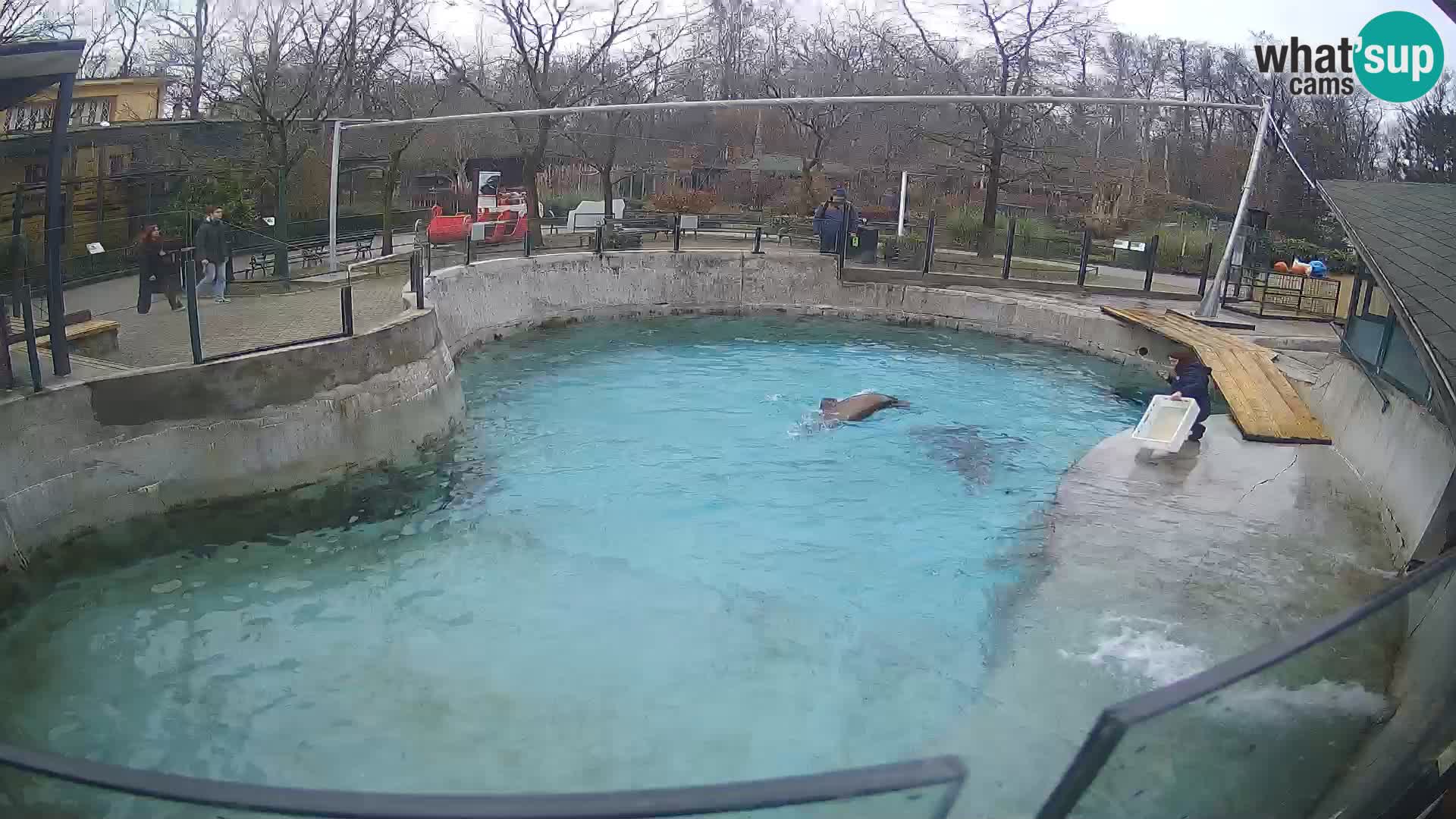 Zoo Zagreb –  León marino de California
