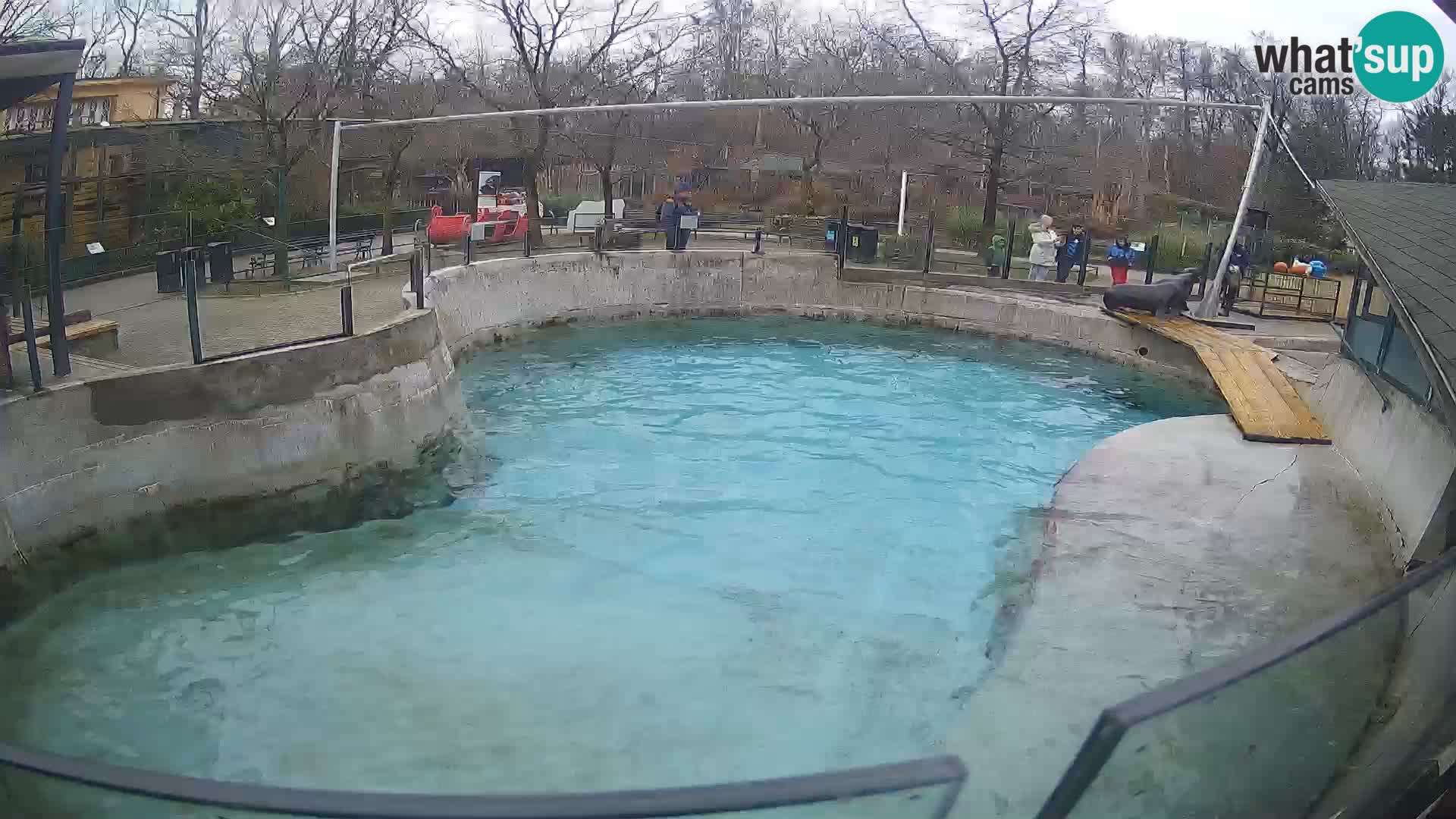 Zoo Zagreb – Kalifornijski morski lav