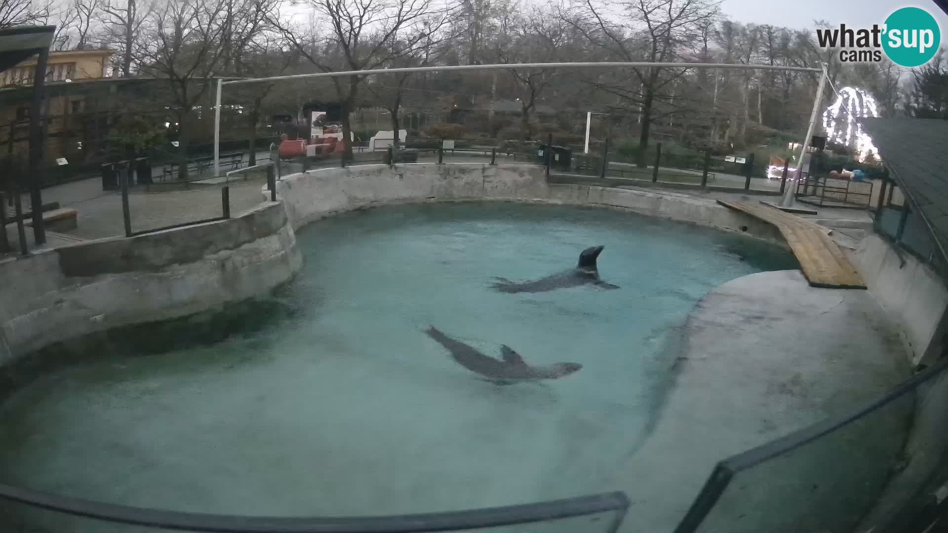 Zoo Zagreb – Otarie de Californie