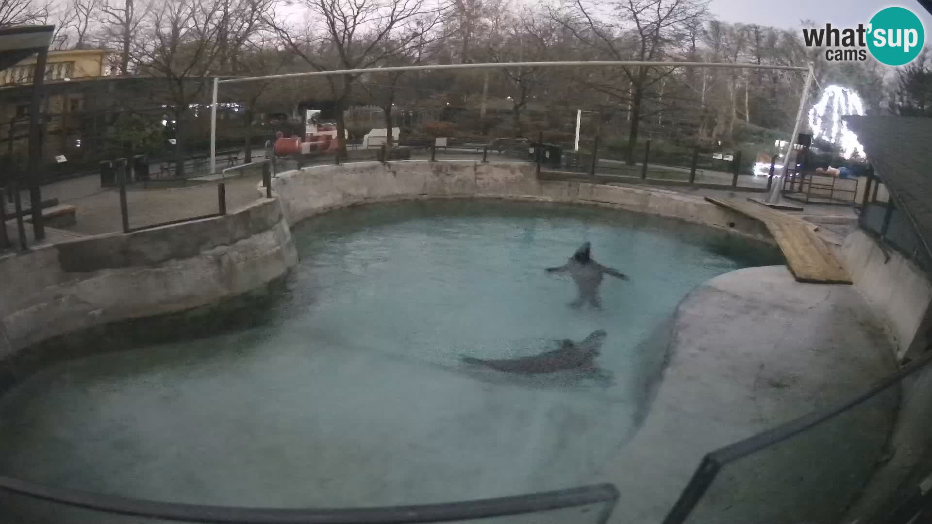 Zoo Zagreb – Kalifornijski morski lav