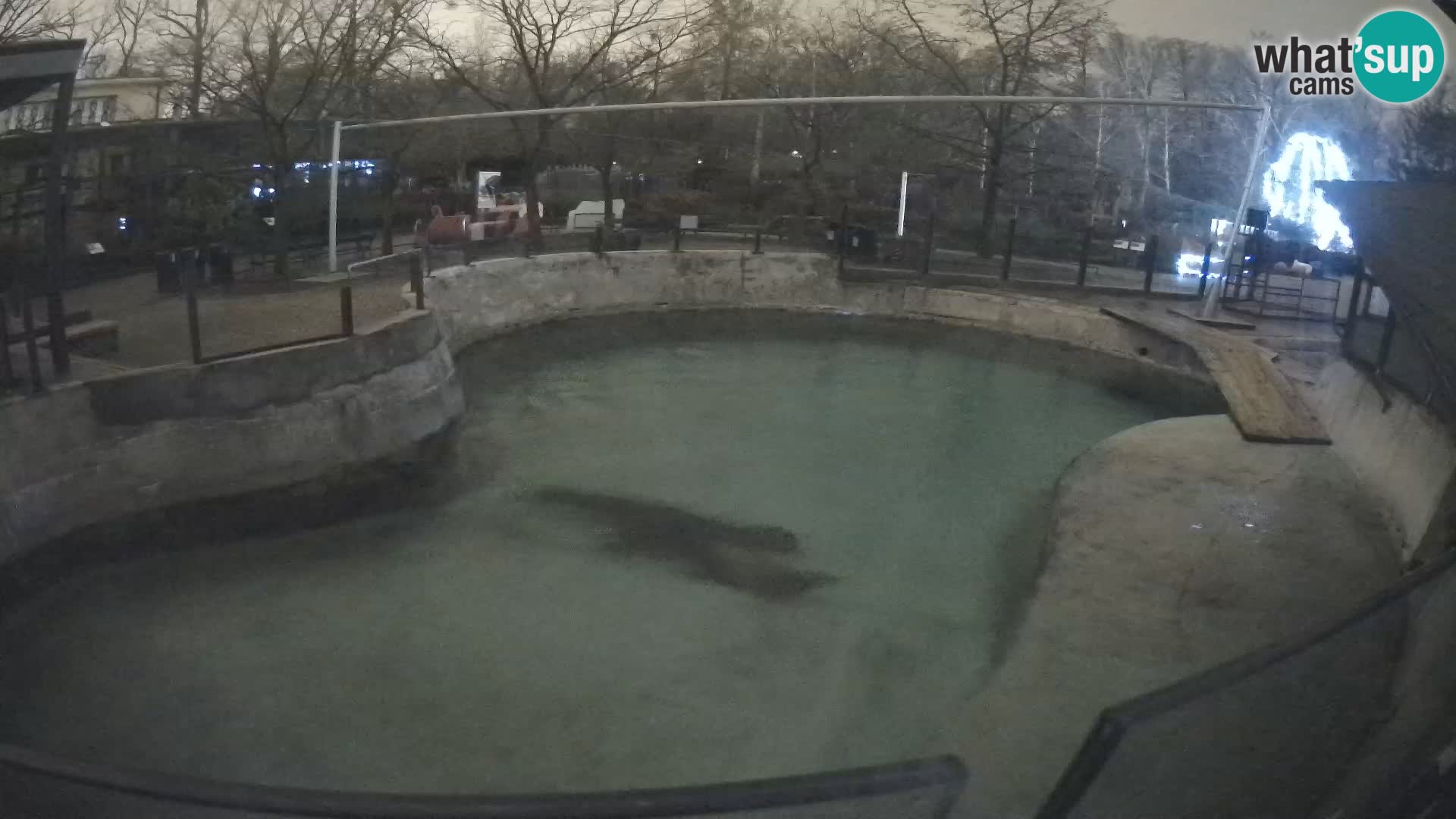 Zoo Zagreb –  León marino de California