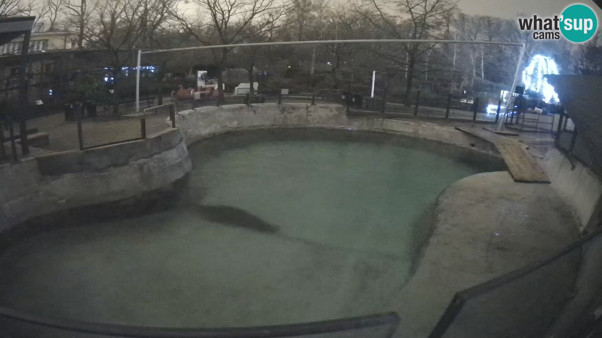 Zoo Zagreb –  León marino de California