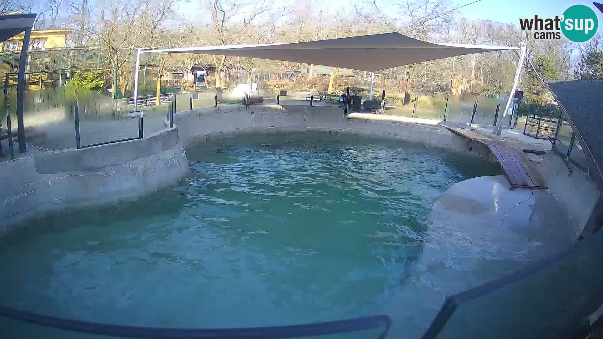 Zoo Zagreb –  León marino de California