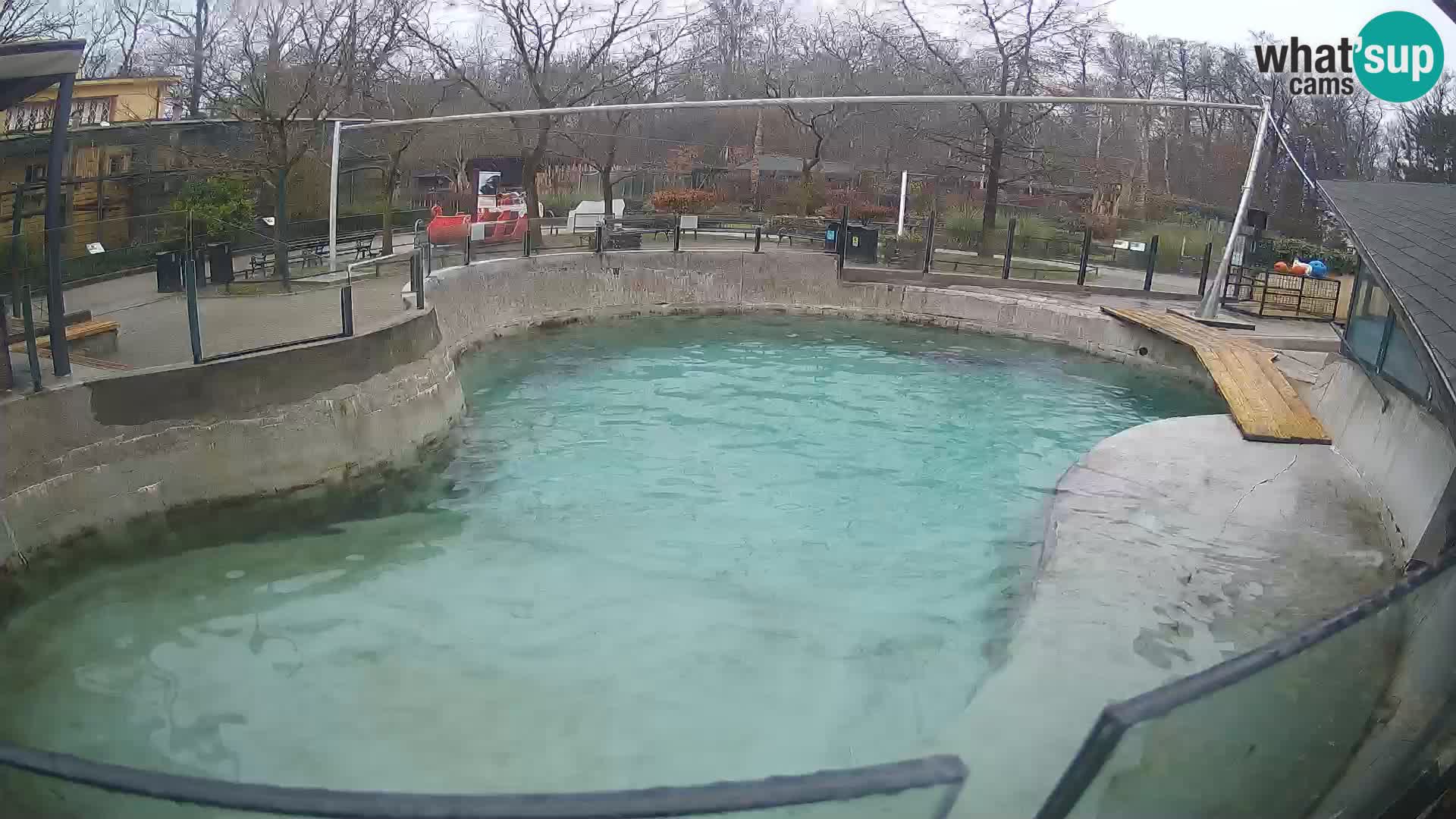 Zoo Zagreb – Kalifornijski morski lav